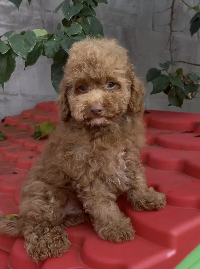 Poodle macho red 