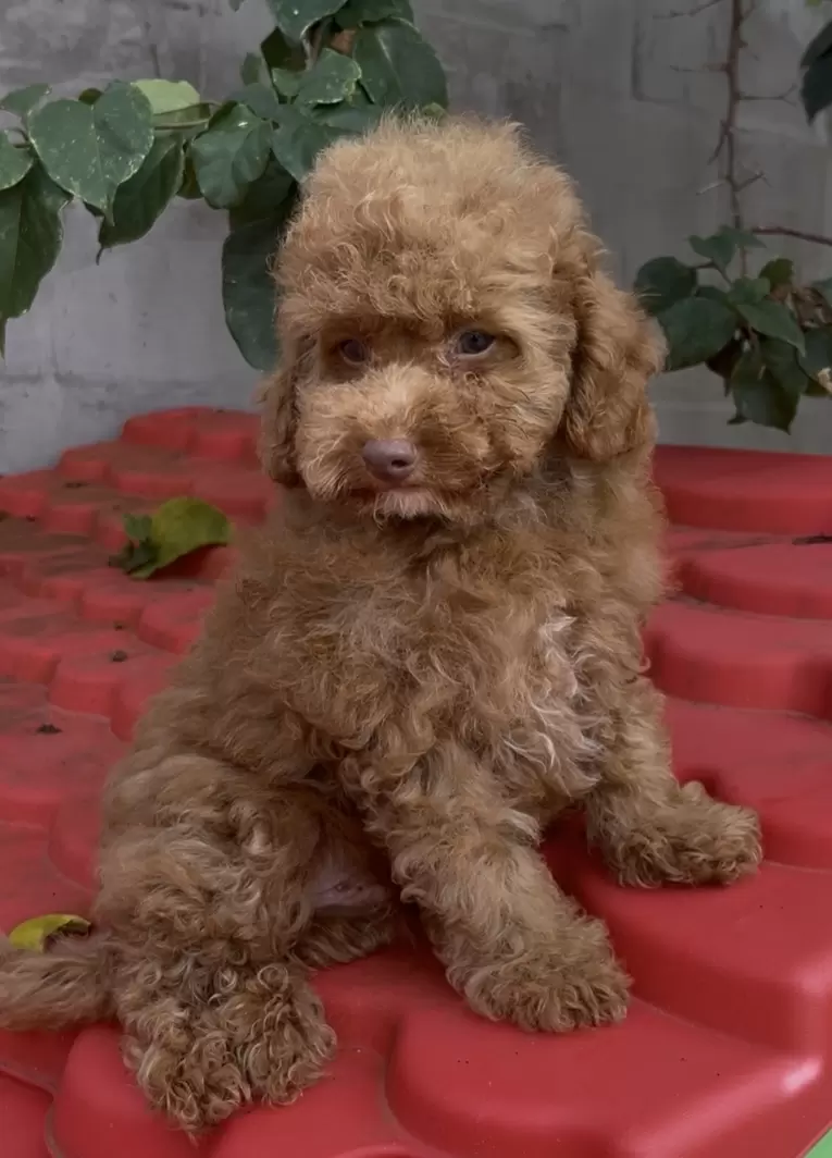 Poodle macho red 