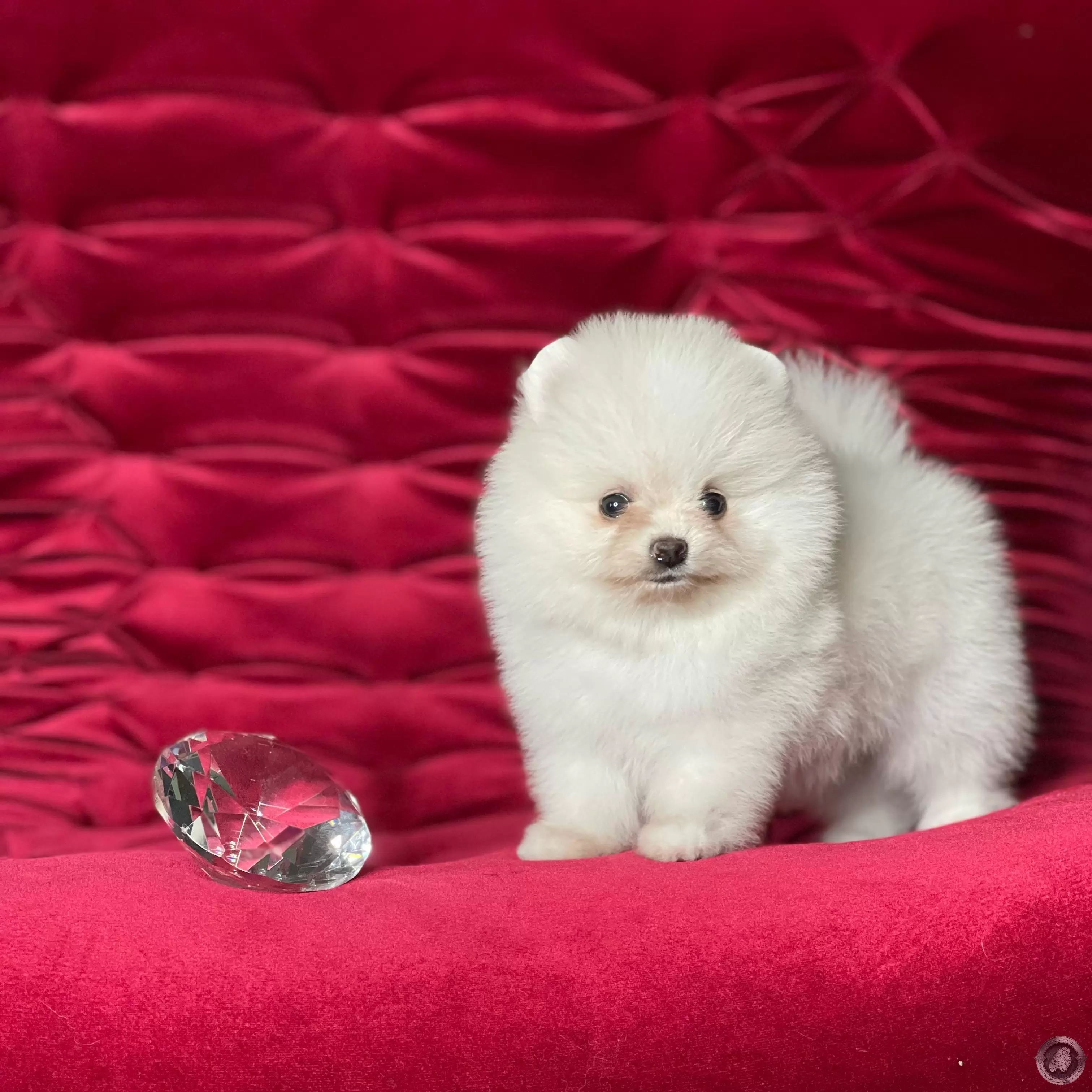 LITTLE CRYSTAL AMELIE