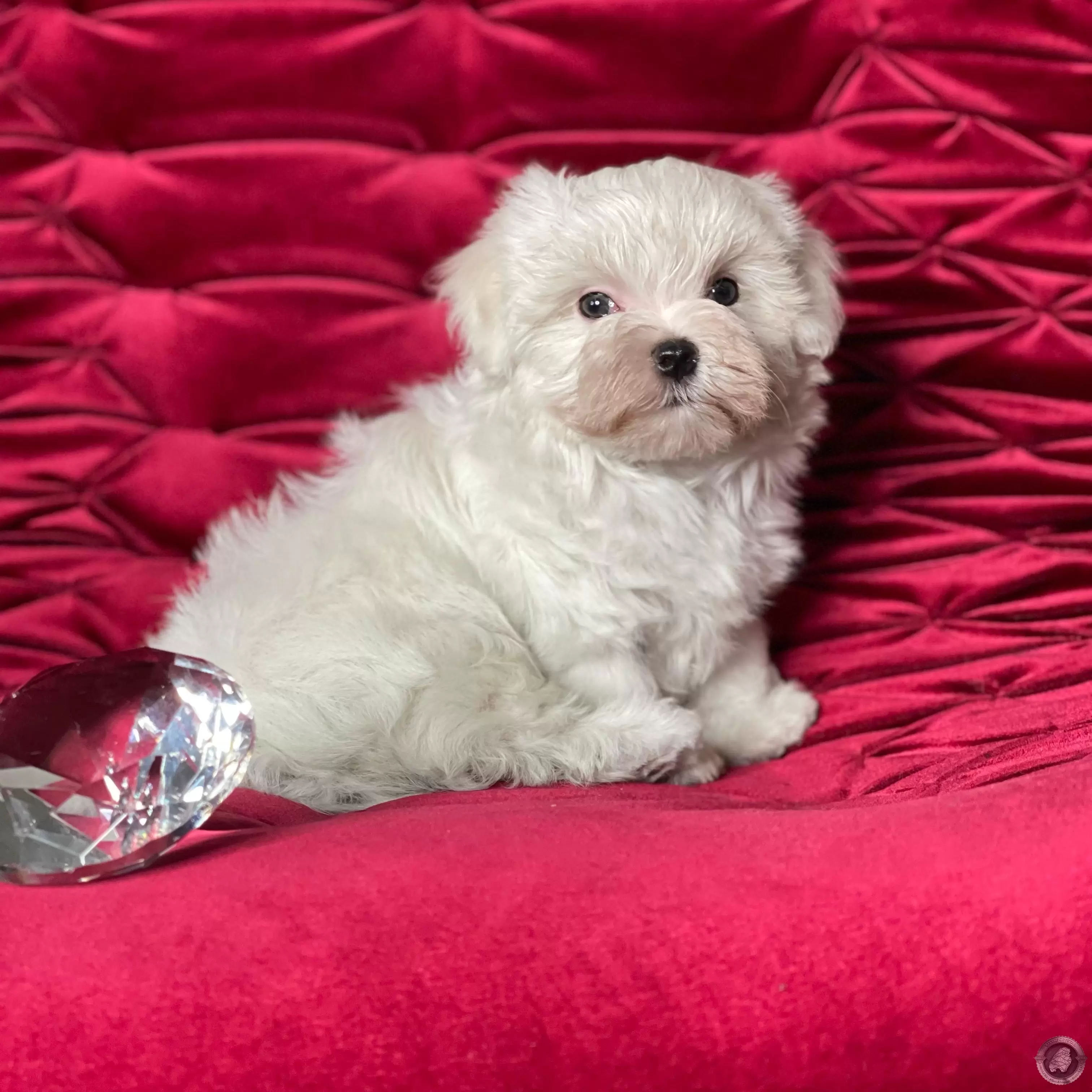 LITTLE CRYSTAL APOLO