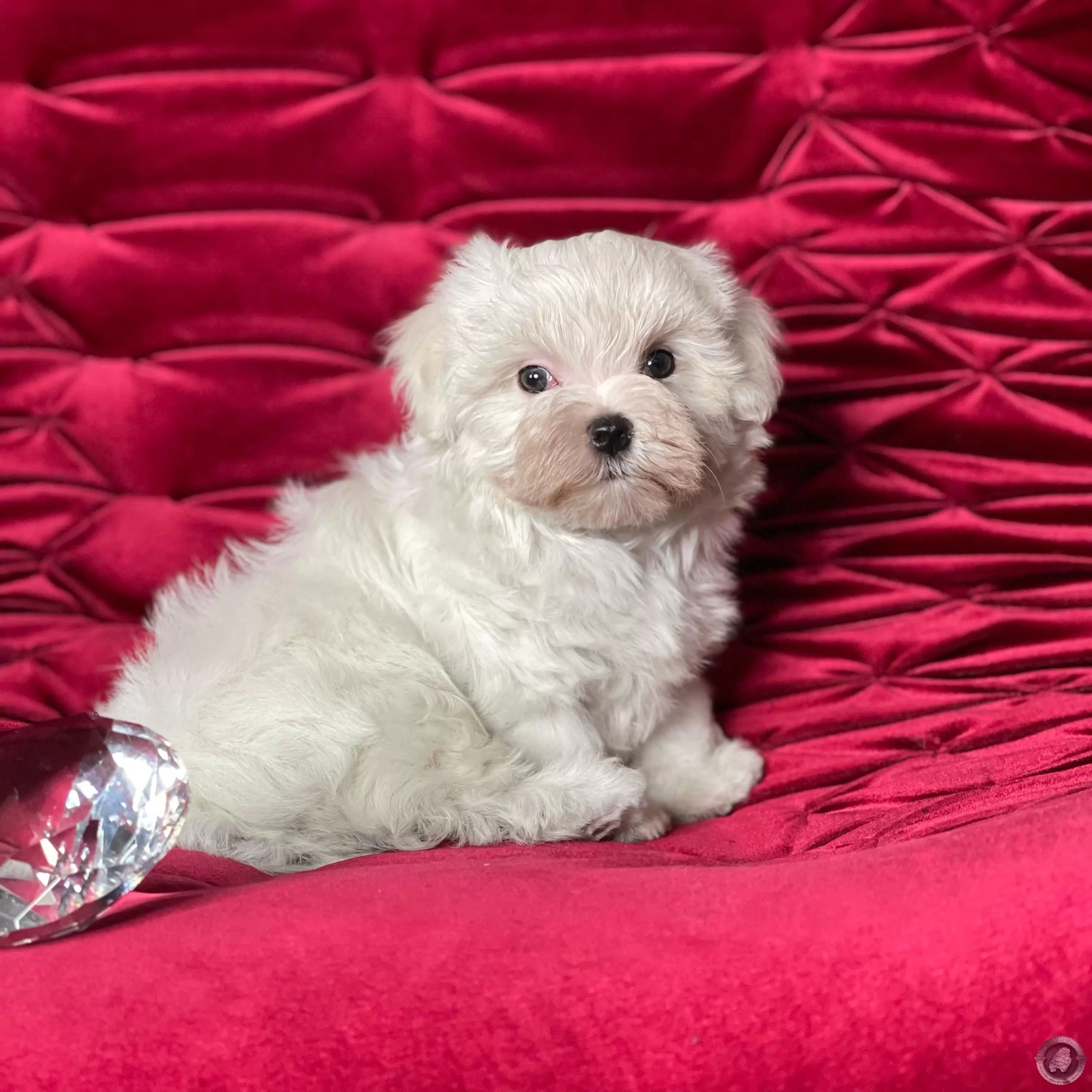 LITTLE CRYSTAL APOLO