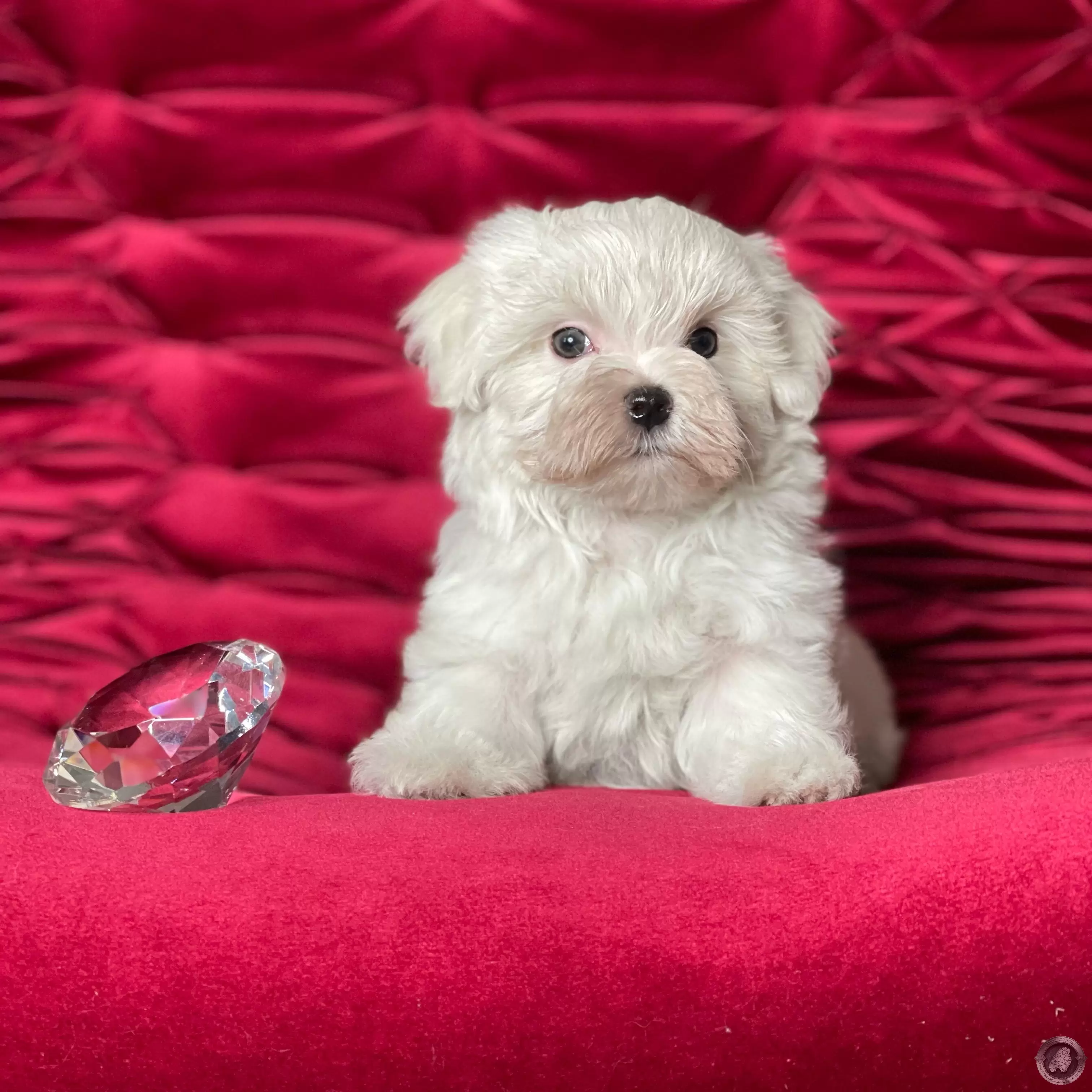 LITTLE CRYSTAL APOLO