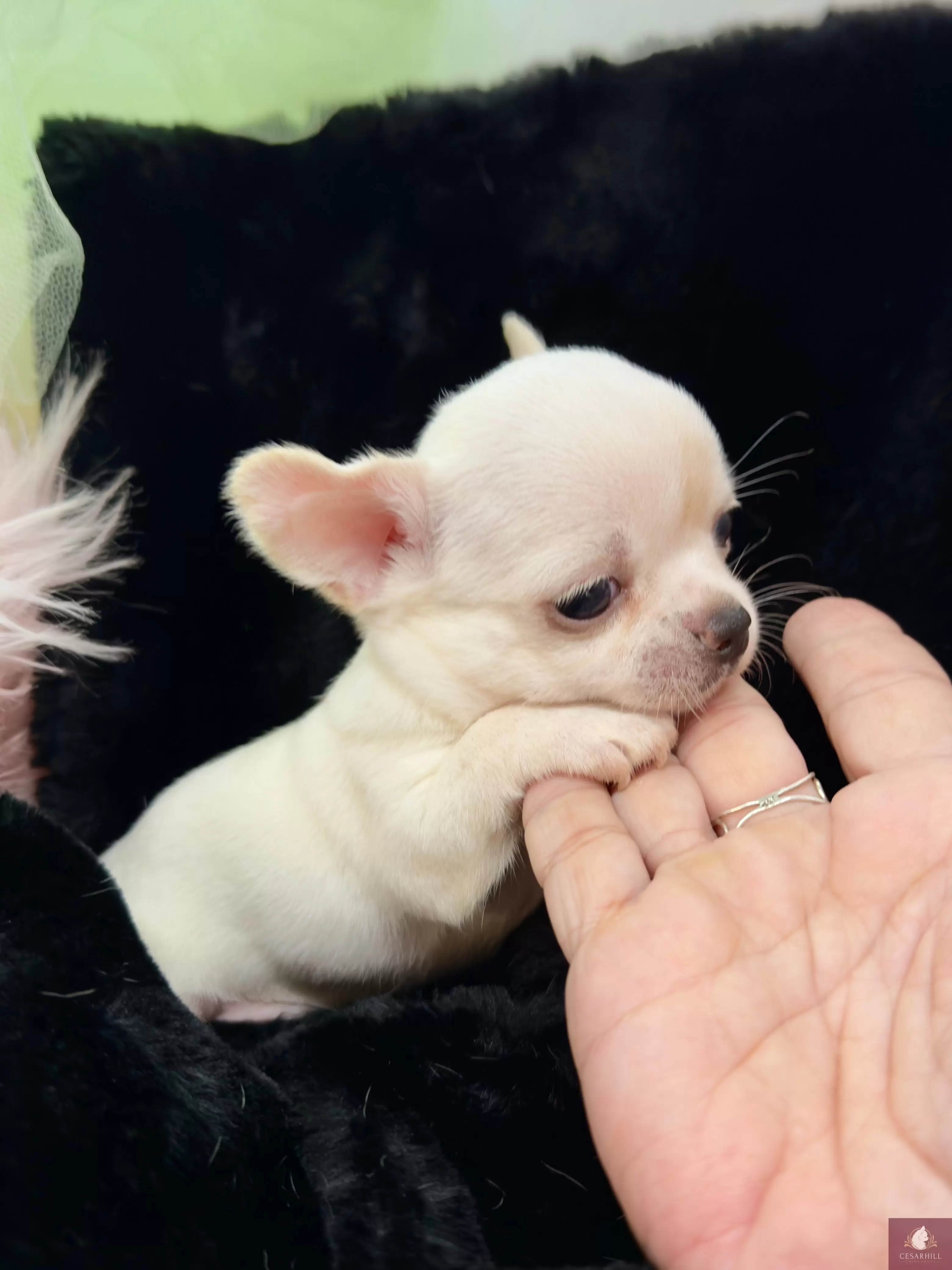 Macho Pelo Curto Branco e Creme