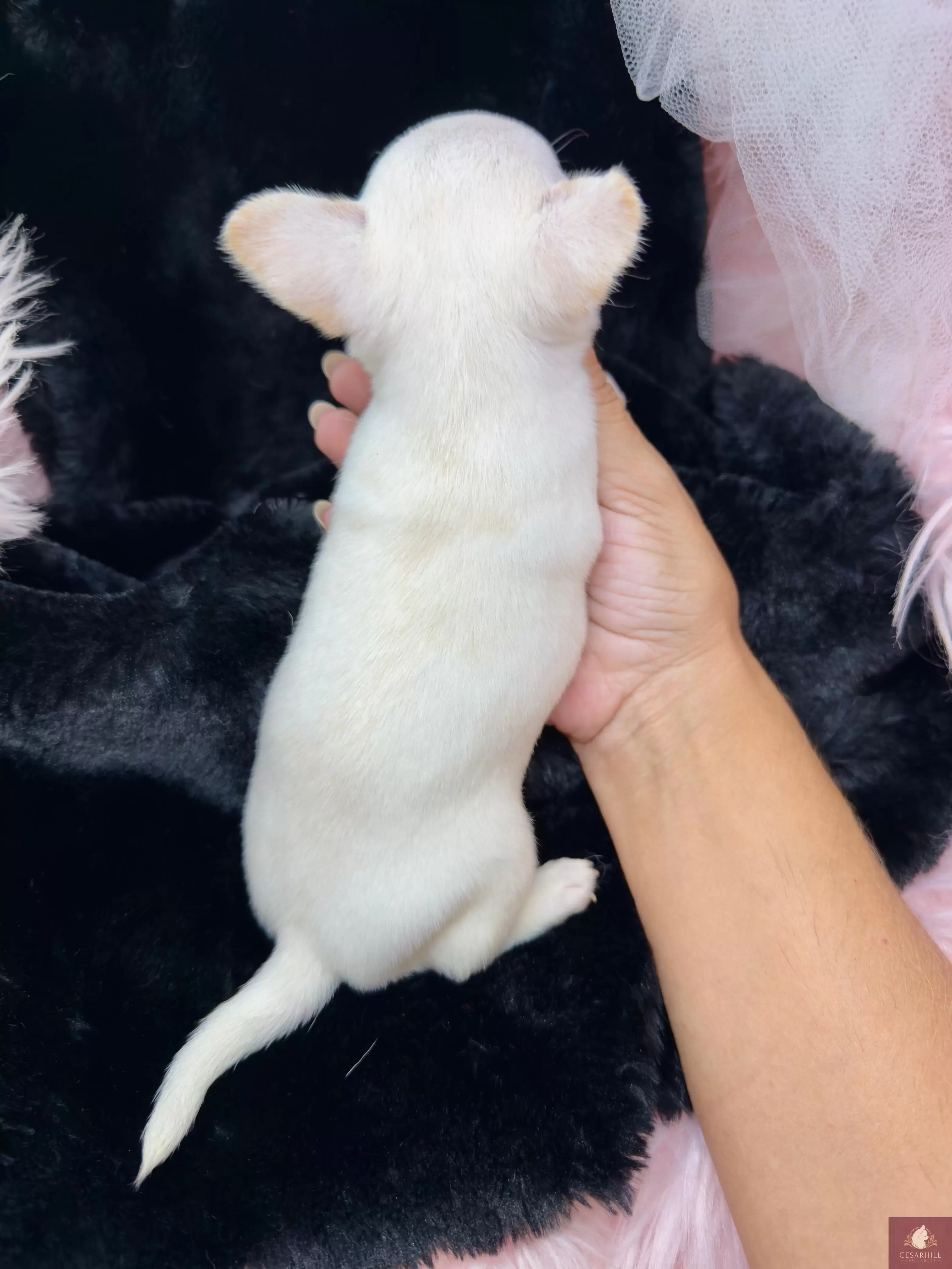 Macho Pelo Curto Branco e Creme