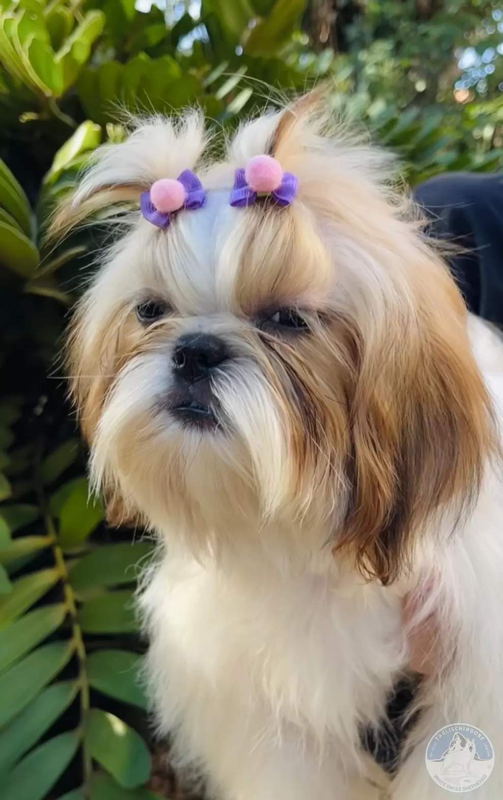 Beautiful Dolly 