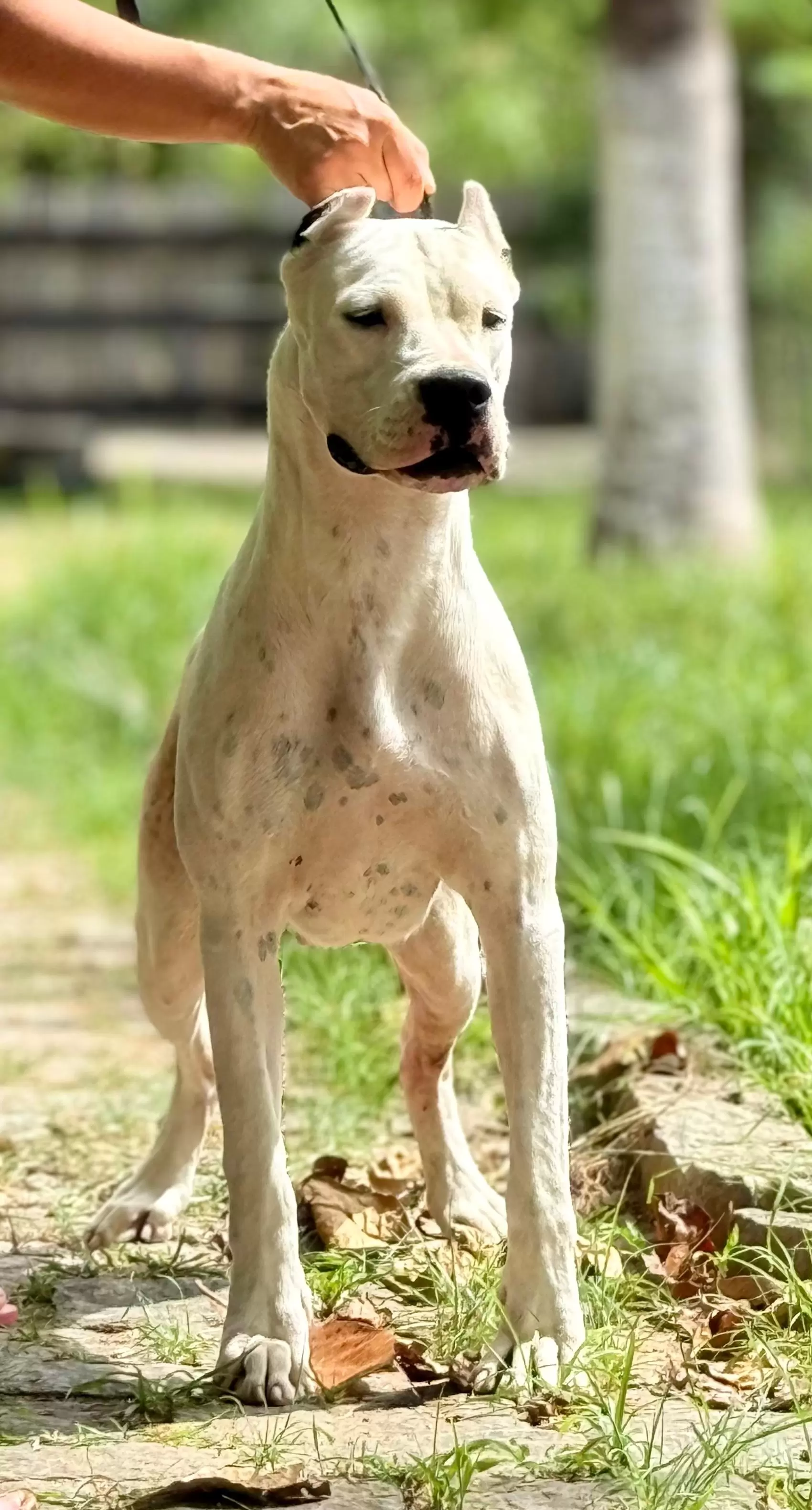Diana