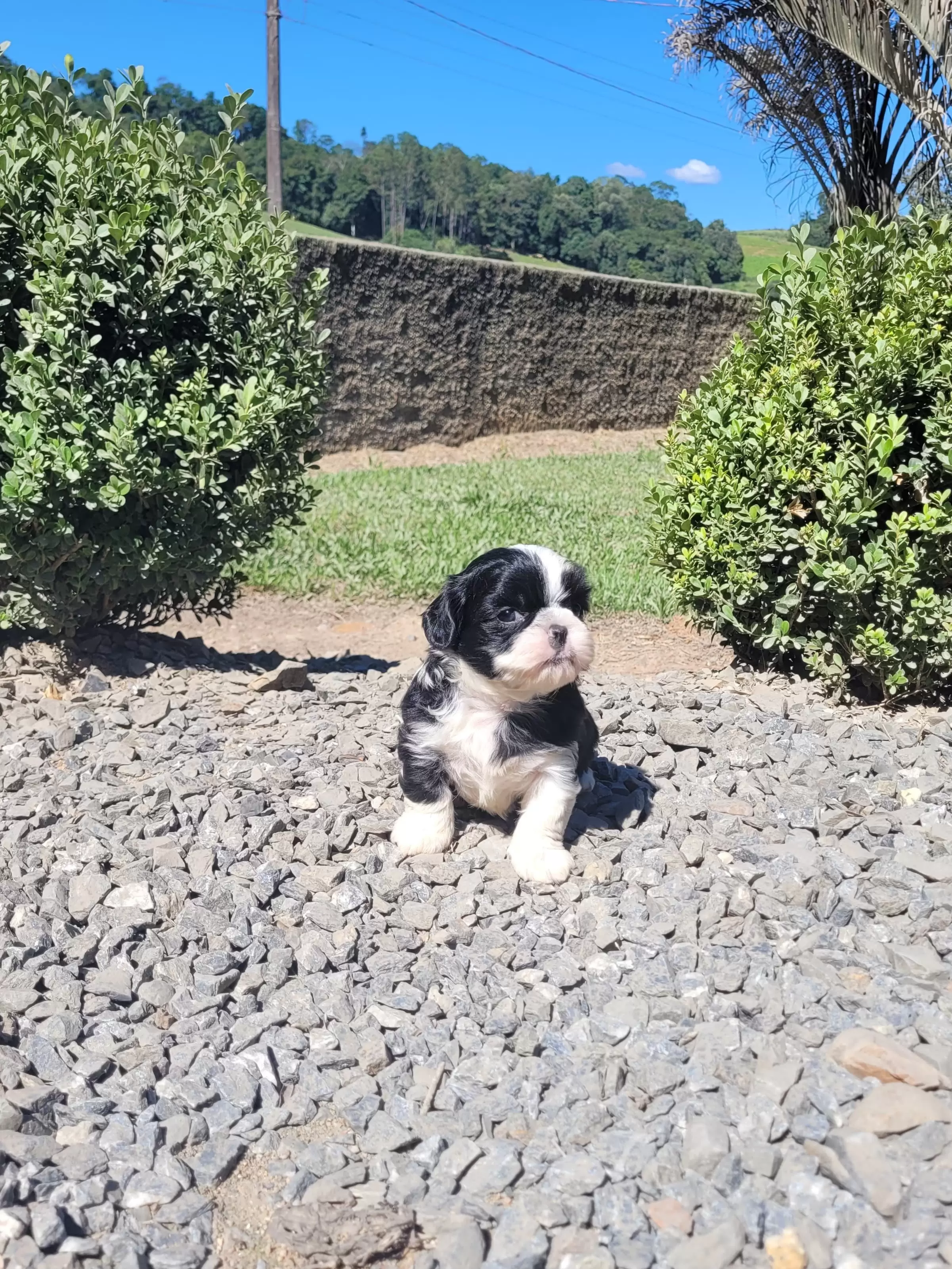 Shihtzu Macho