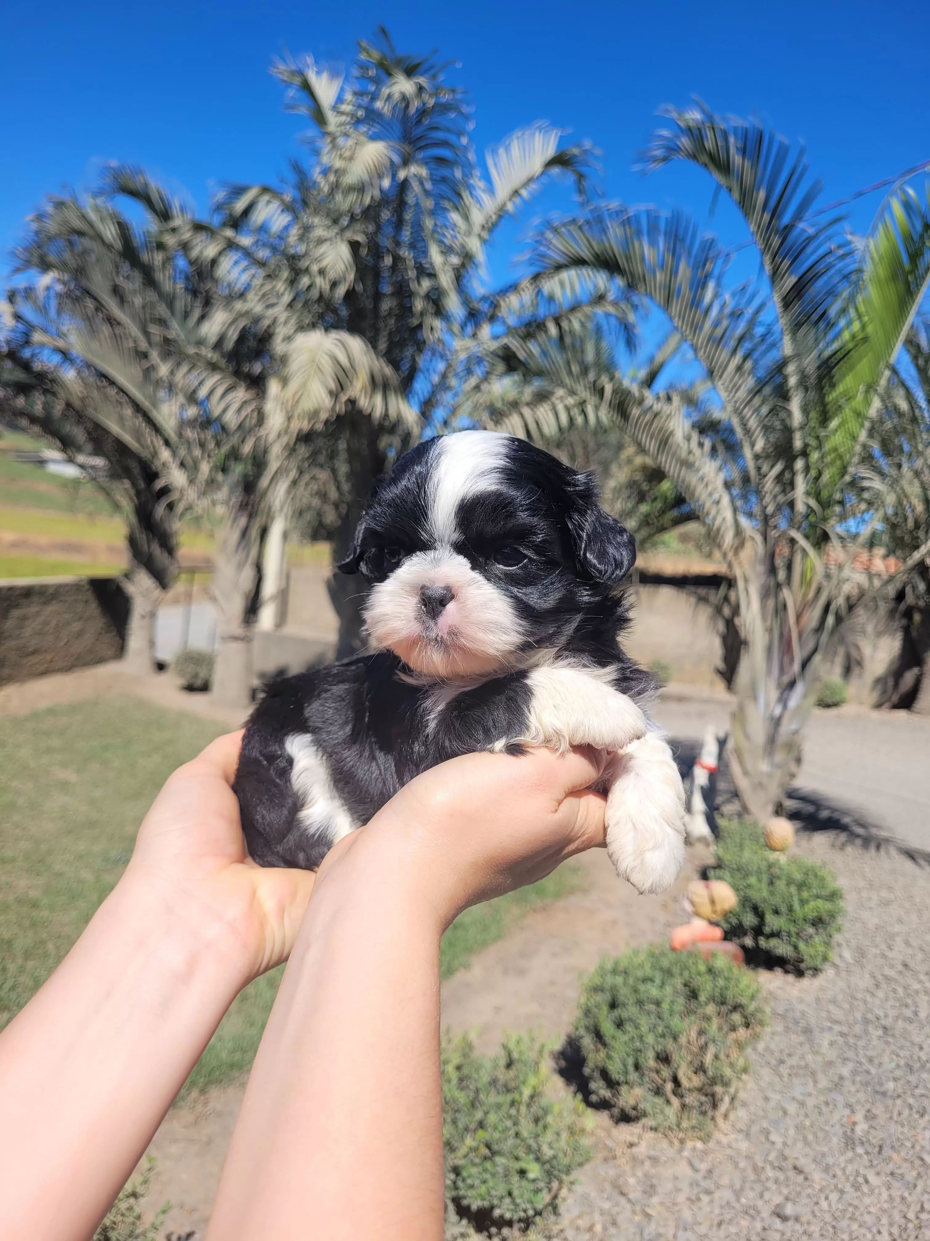 Shihtzu Macho