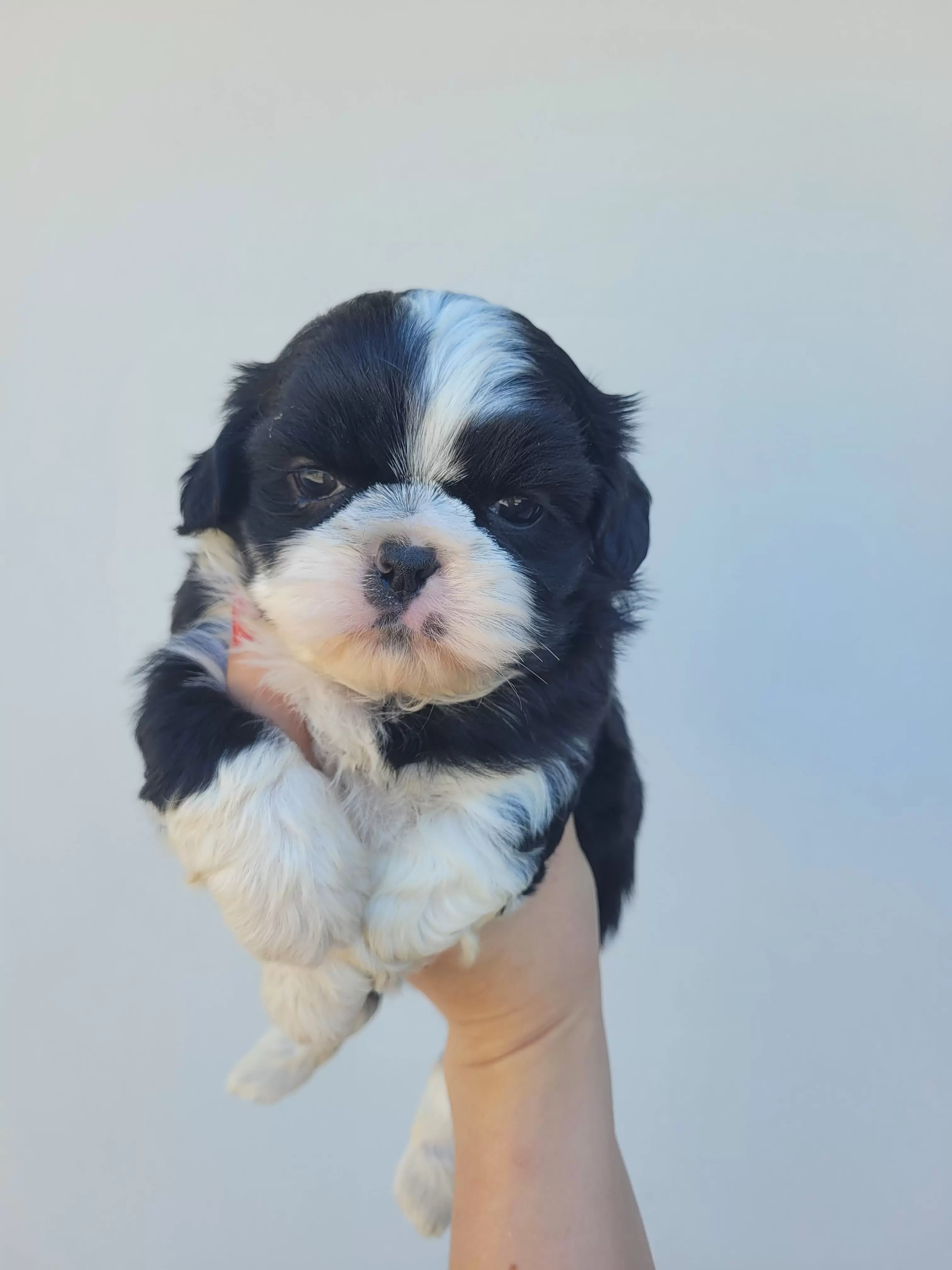 Shihtzu Macho
