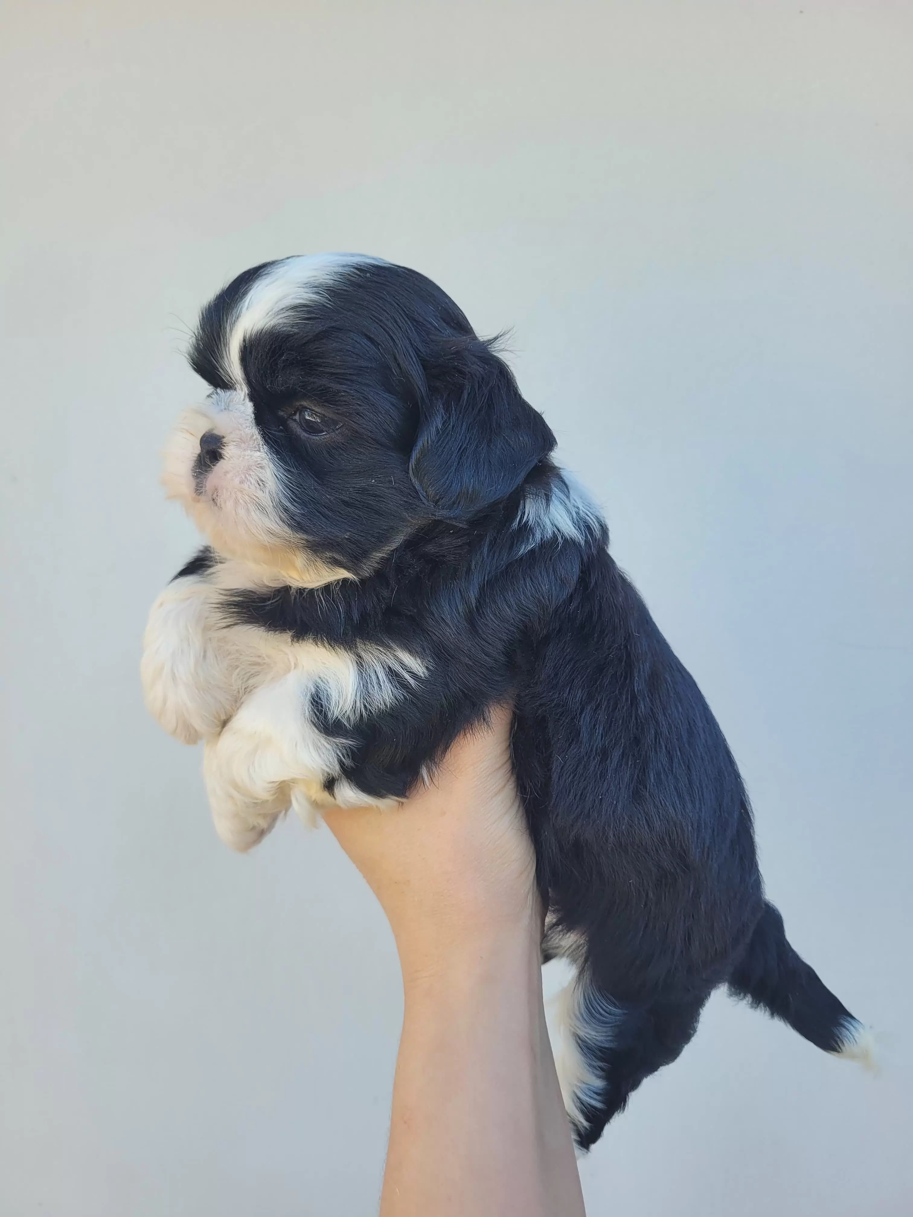 Shihtzu Macho