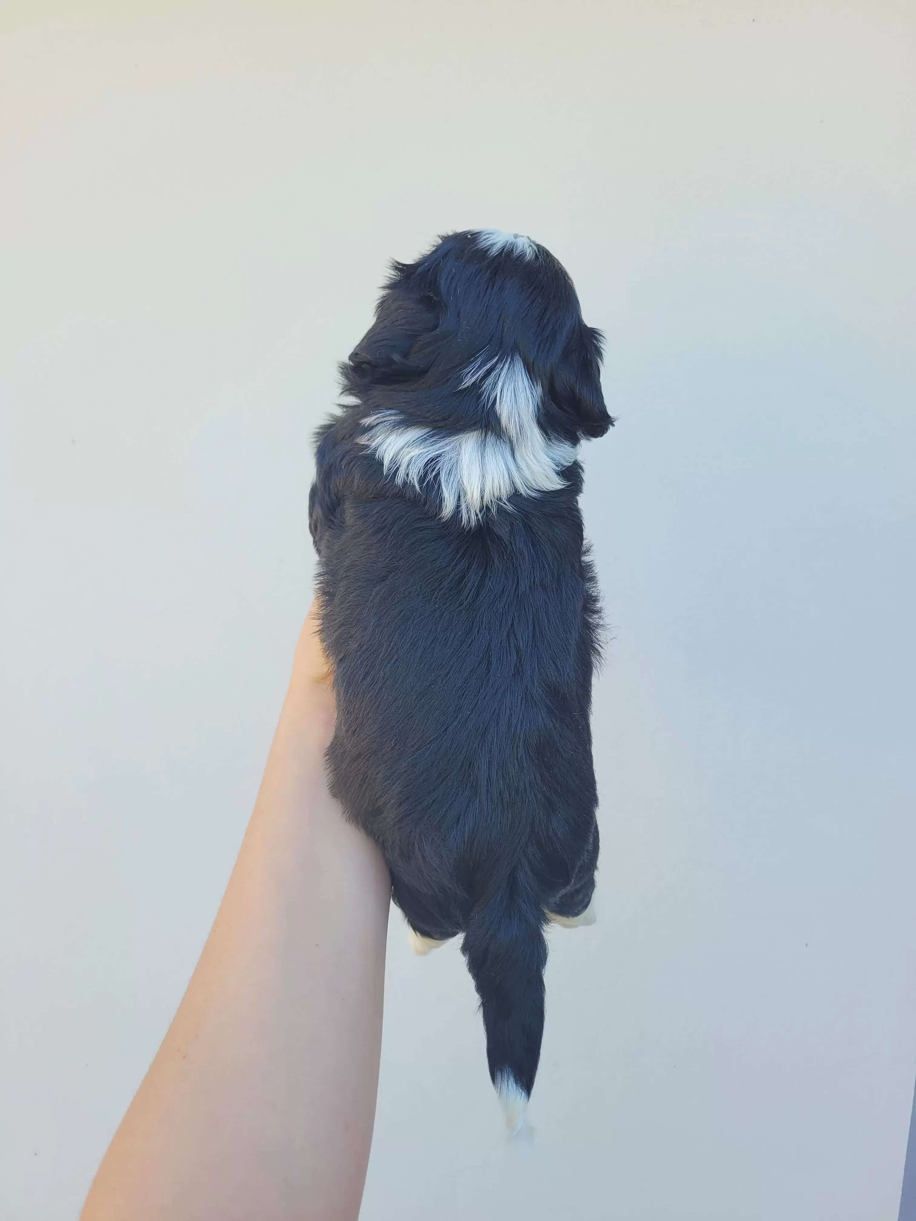 Shihtzu Macho
