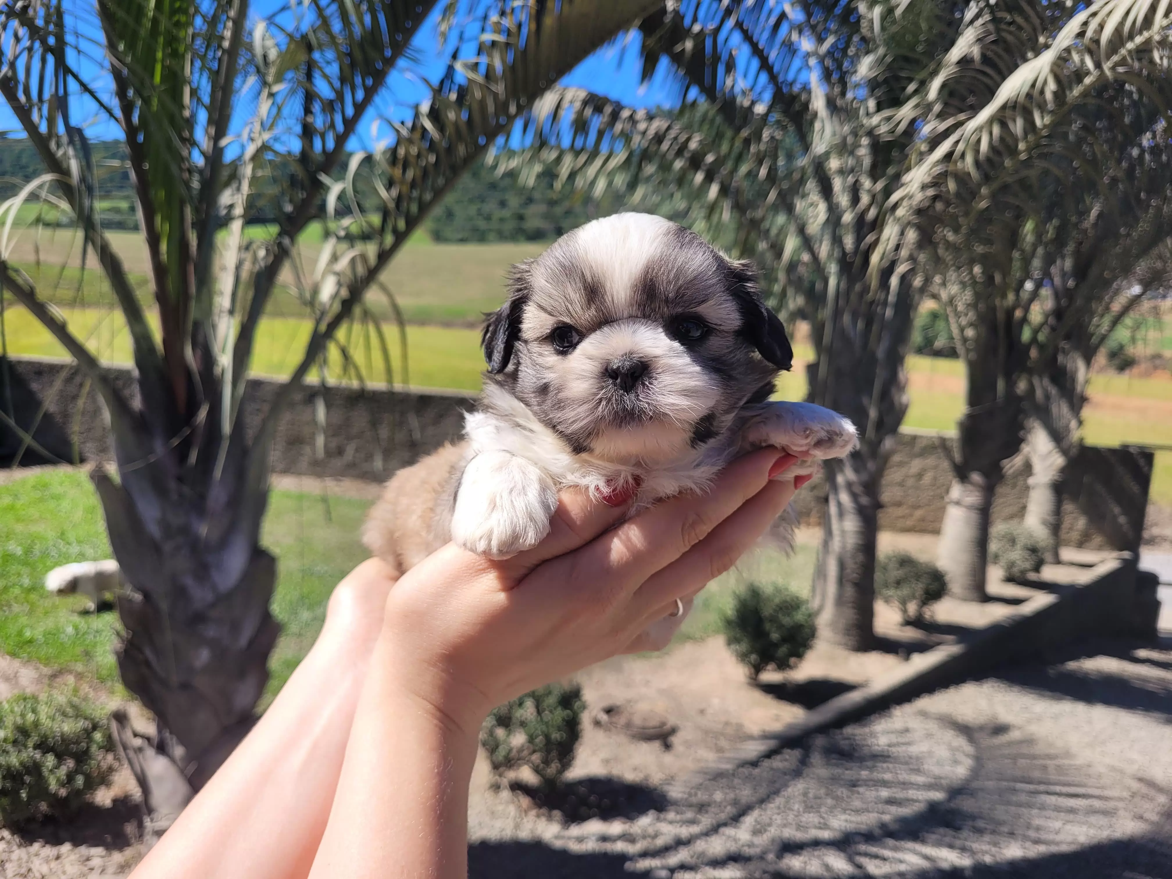 Shihtzu Macho