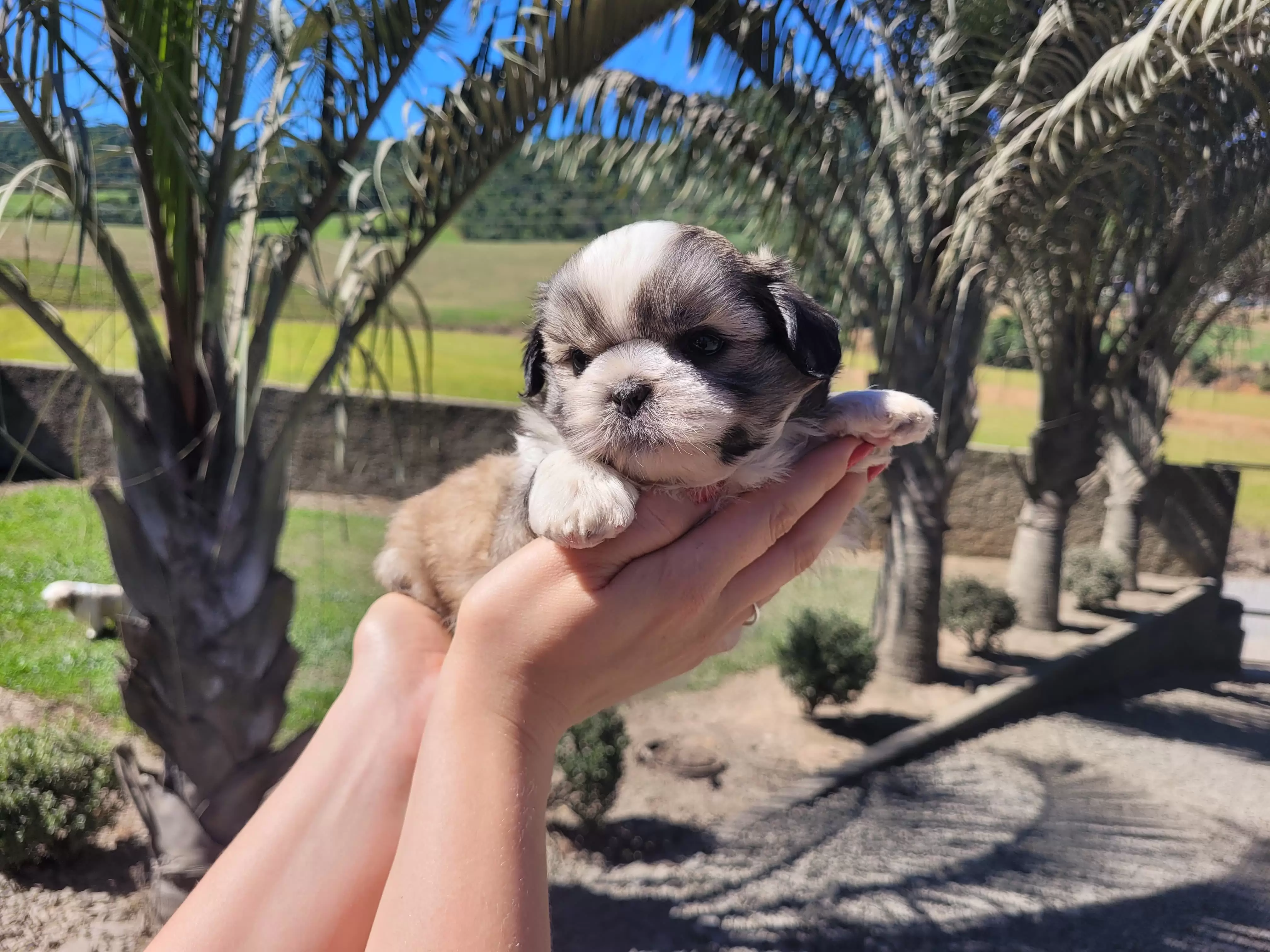 Shihtzu Macho