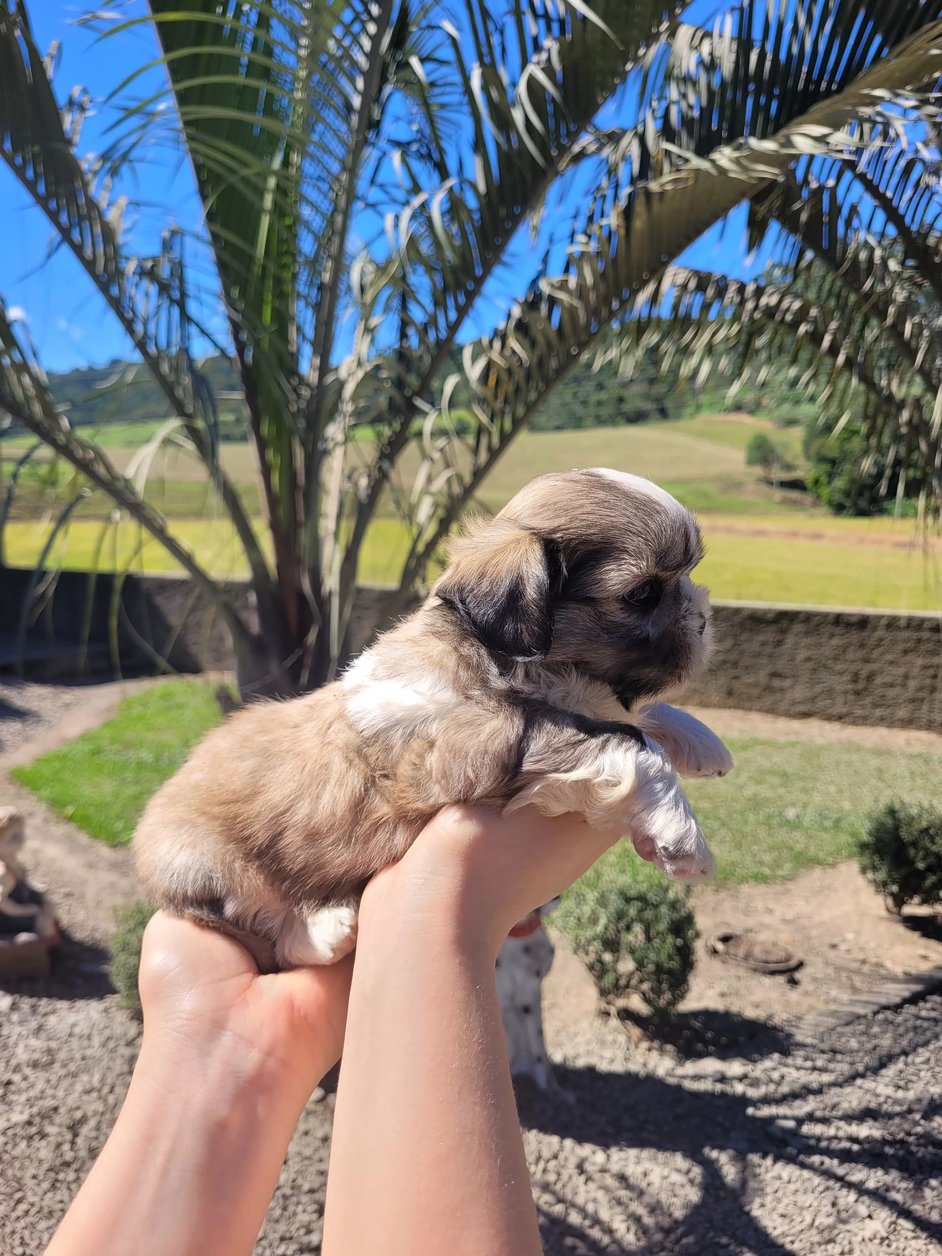 Shihtzu Macho