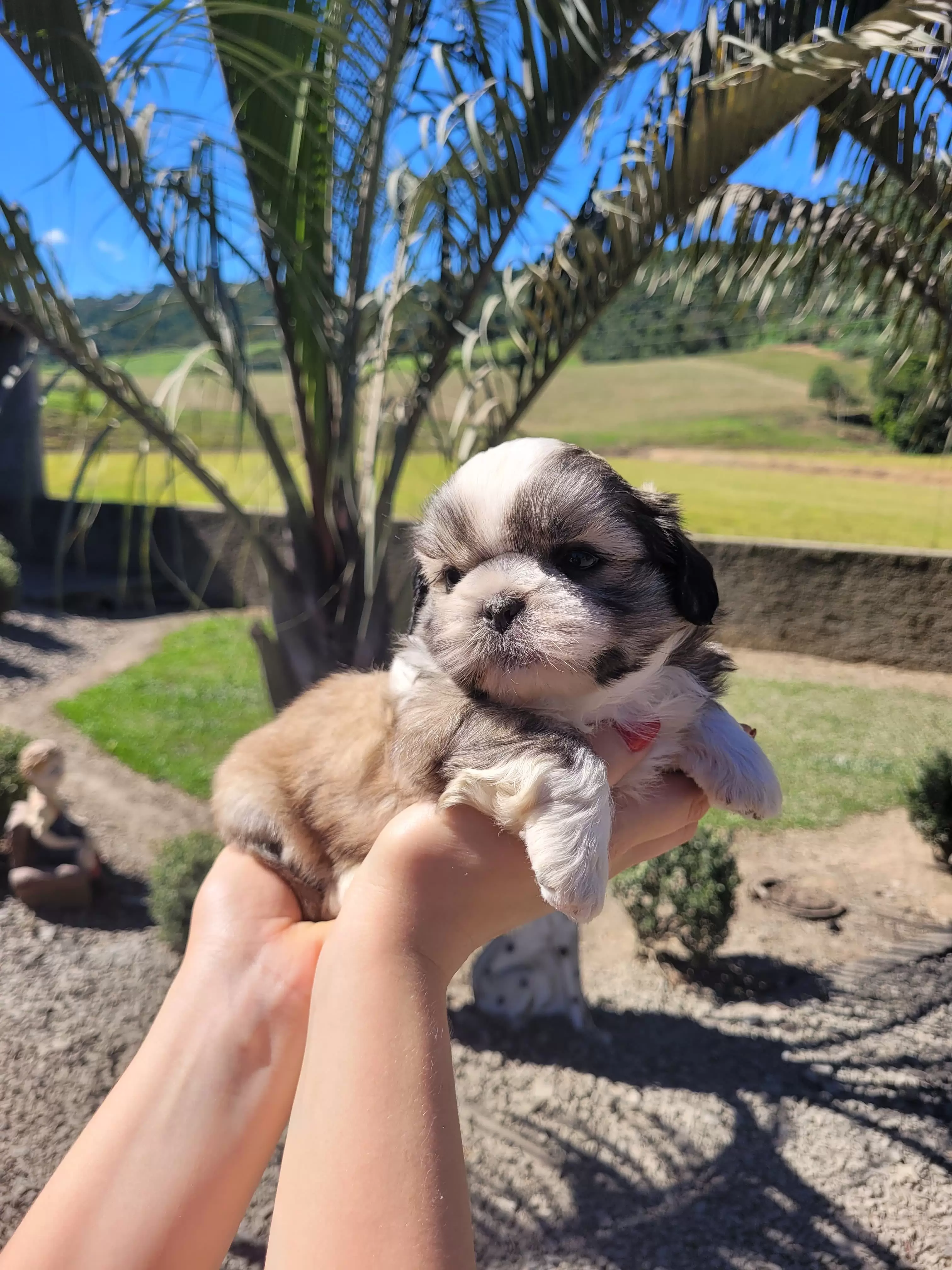 Shihtzu Macho