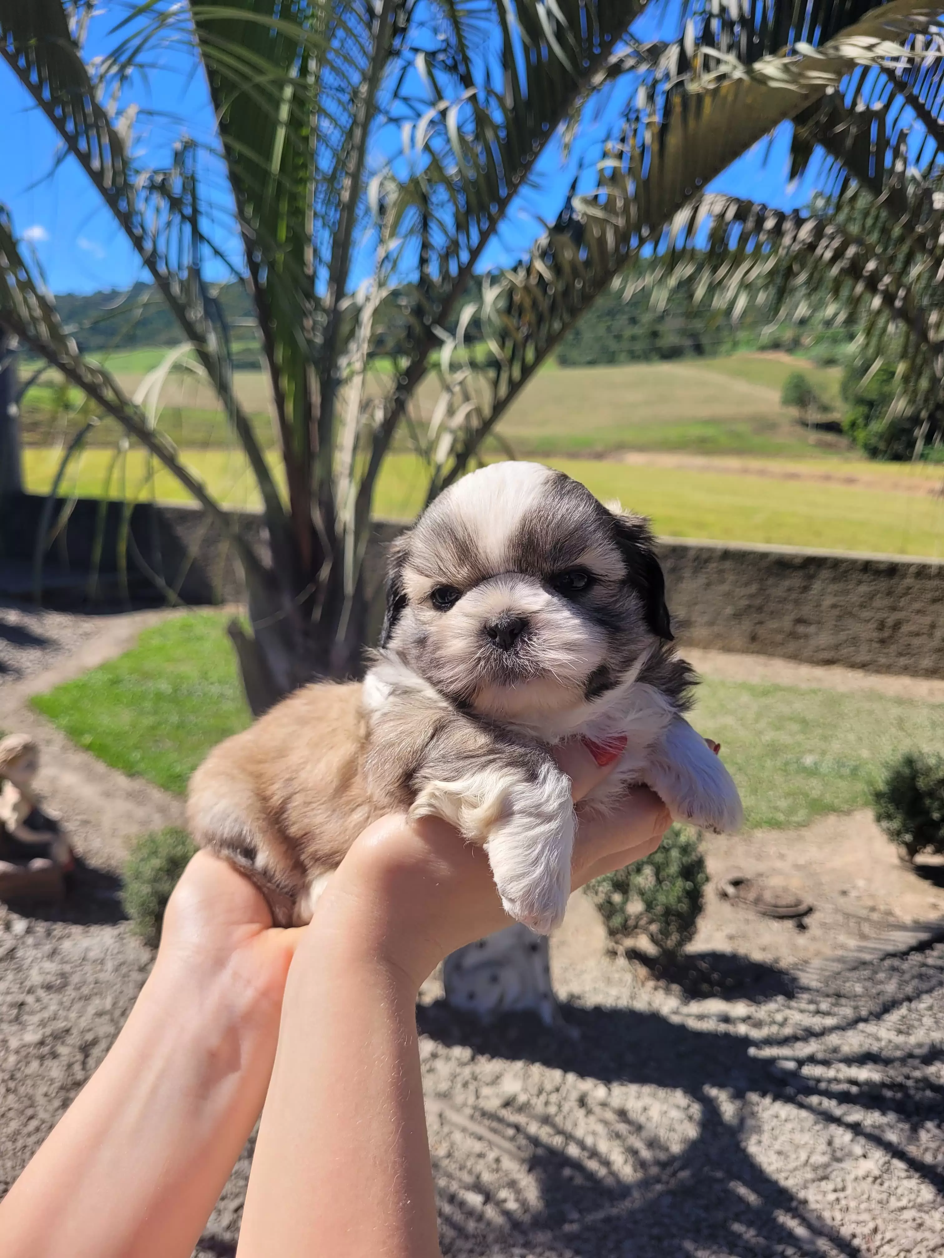 Shihtzu Macho