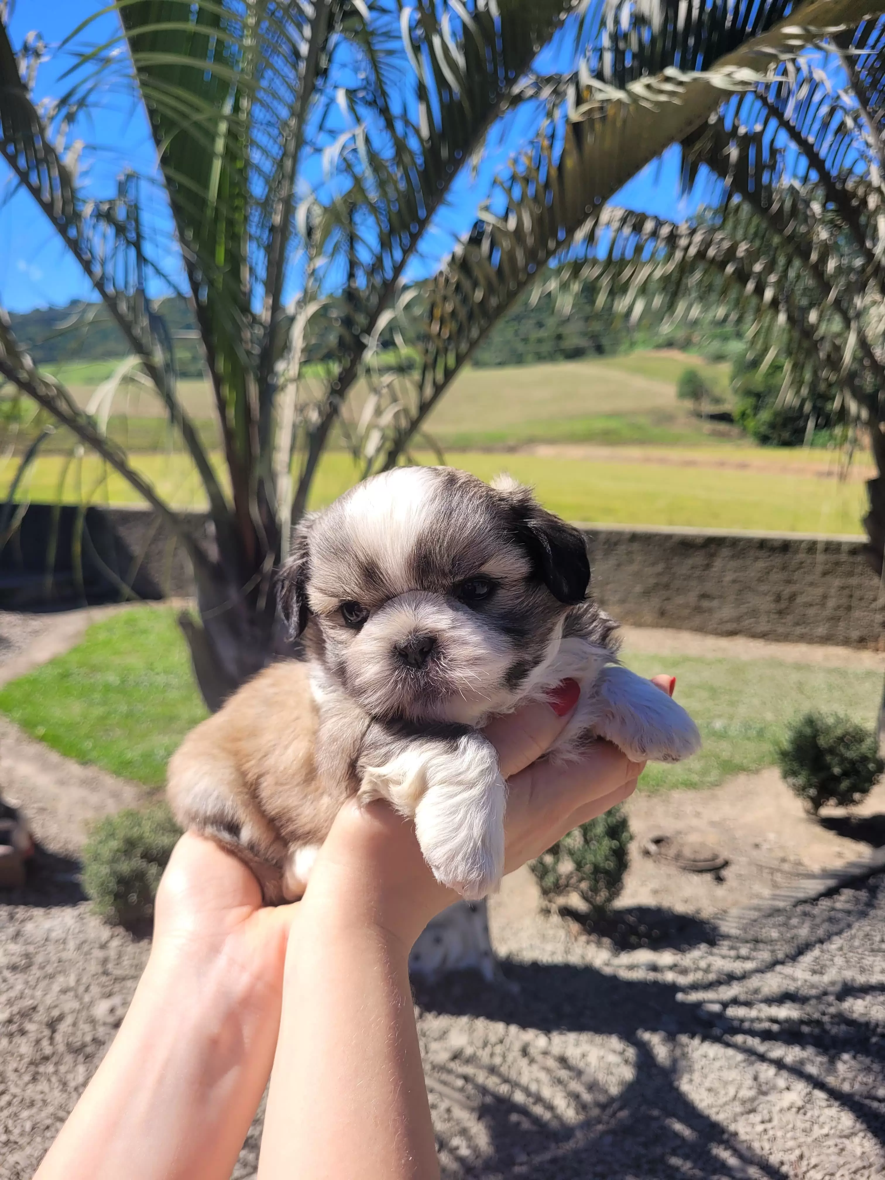 Shihtzu Macho