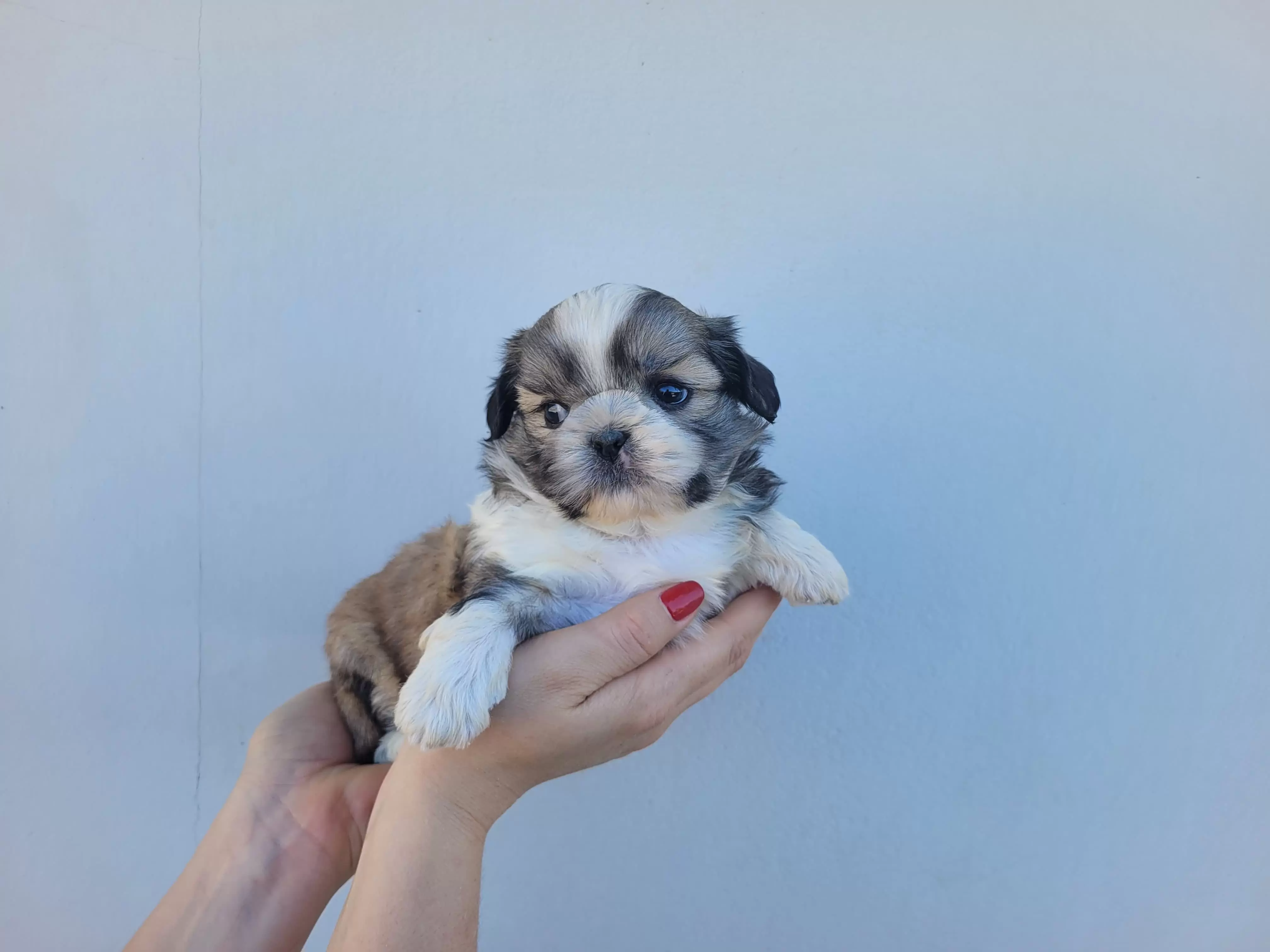 Shihtzu Macho