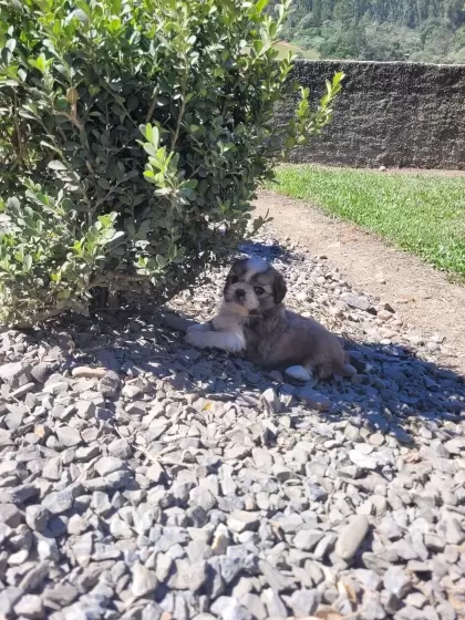 Shihtzu Macho
