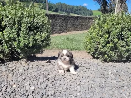 Shihtzu Macho
