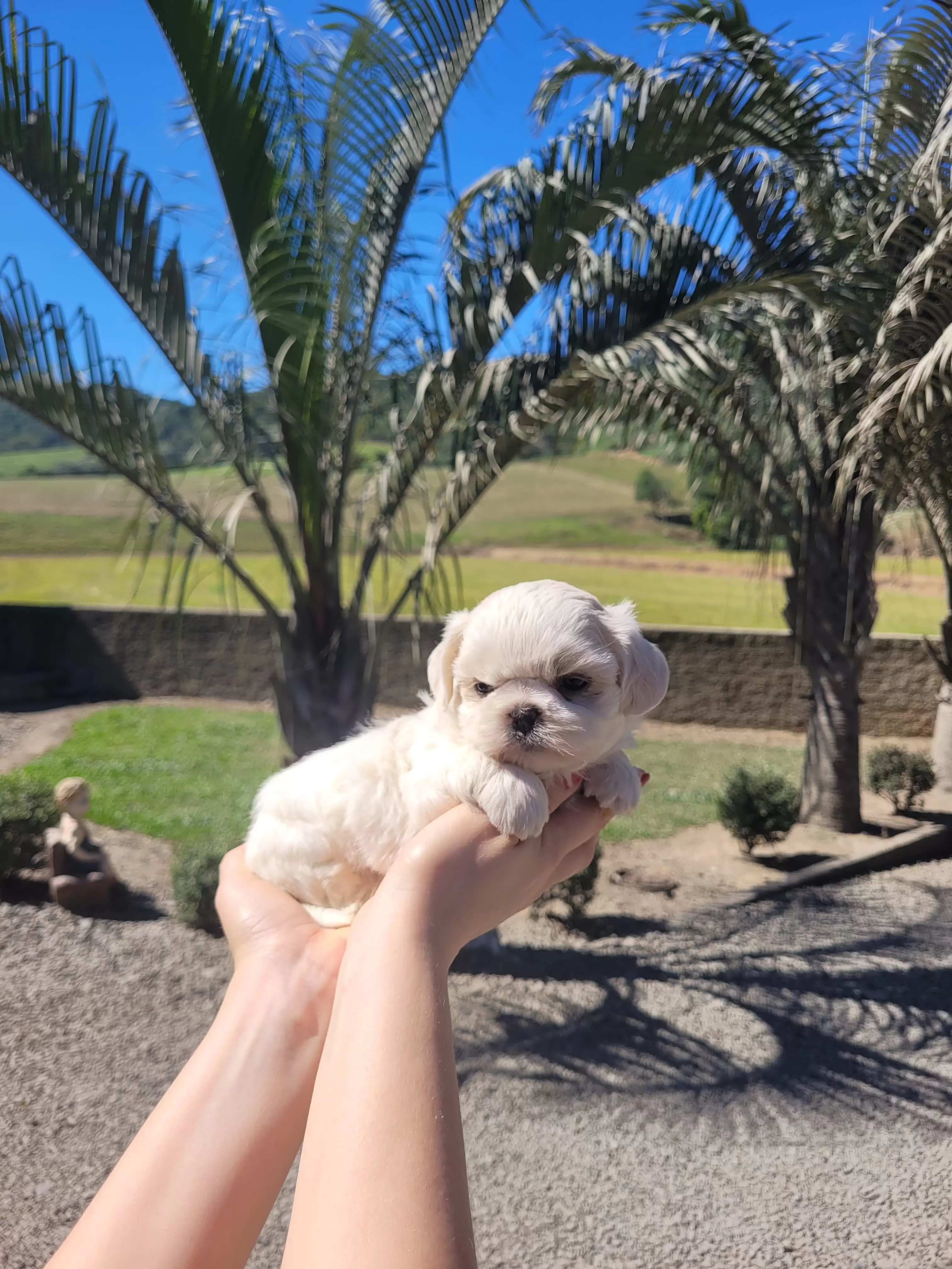 Shih Tzu Fêmea