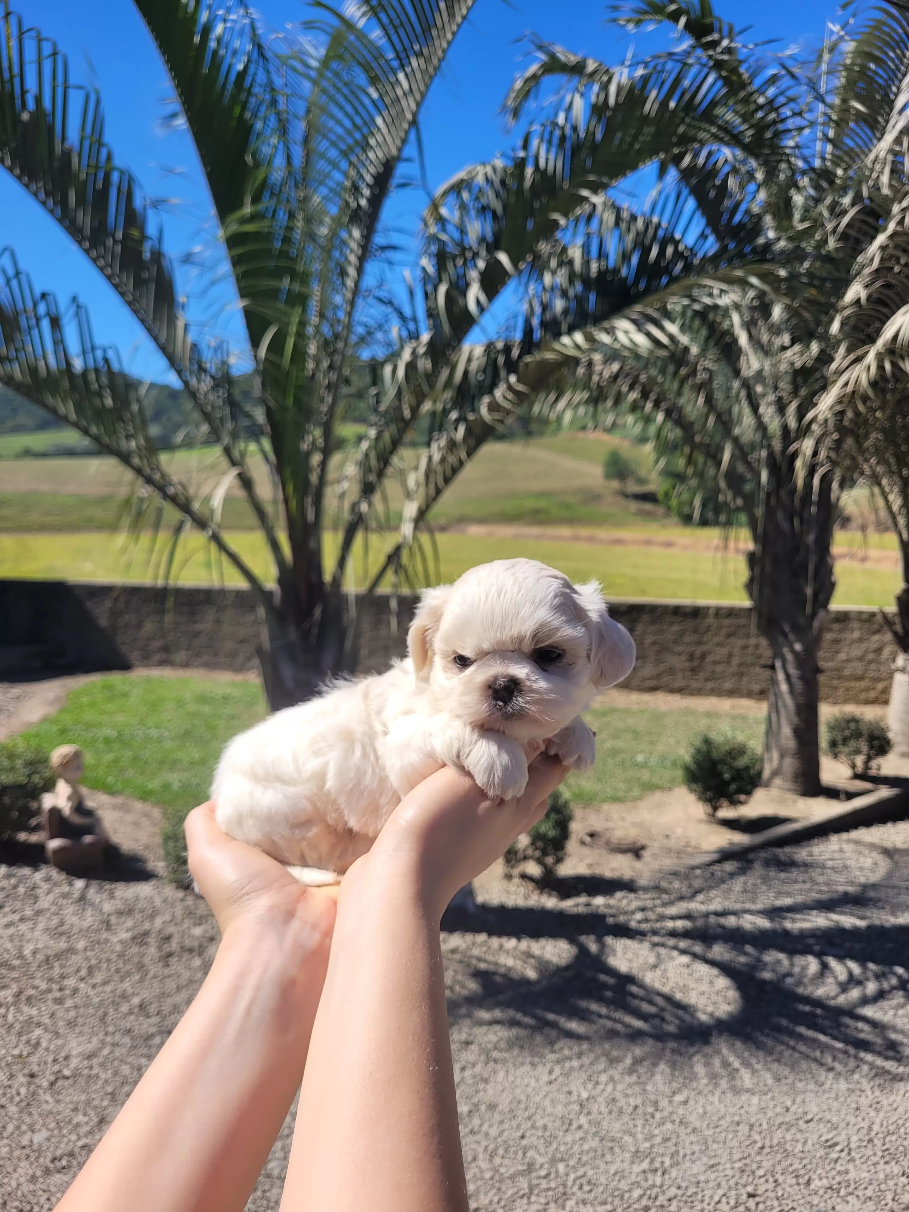 Shih Tzu Fêmea