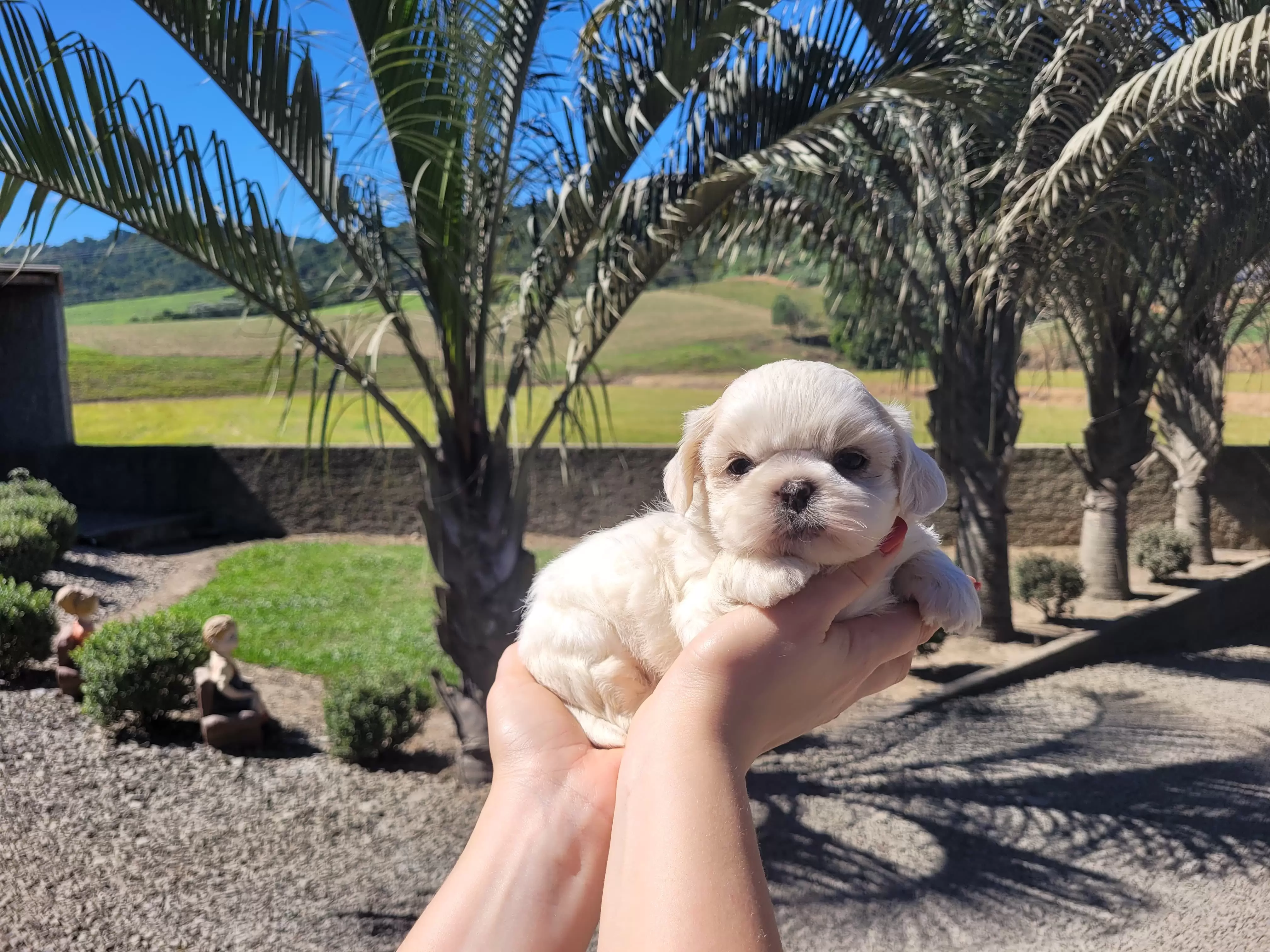 Shih Tzu Fêmea