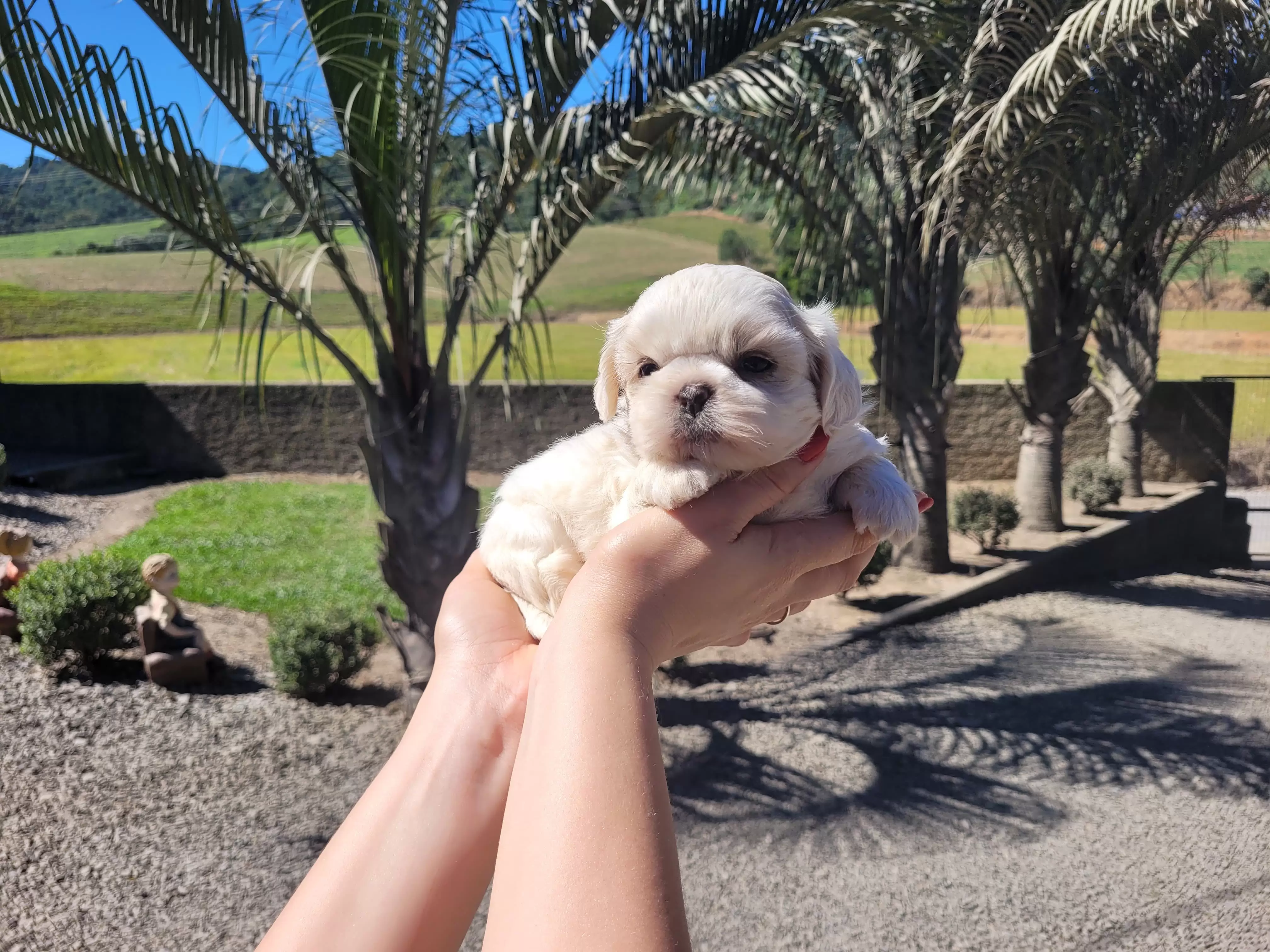 Shih Tzu Fêmea