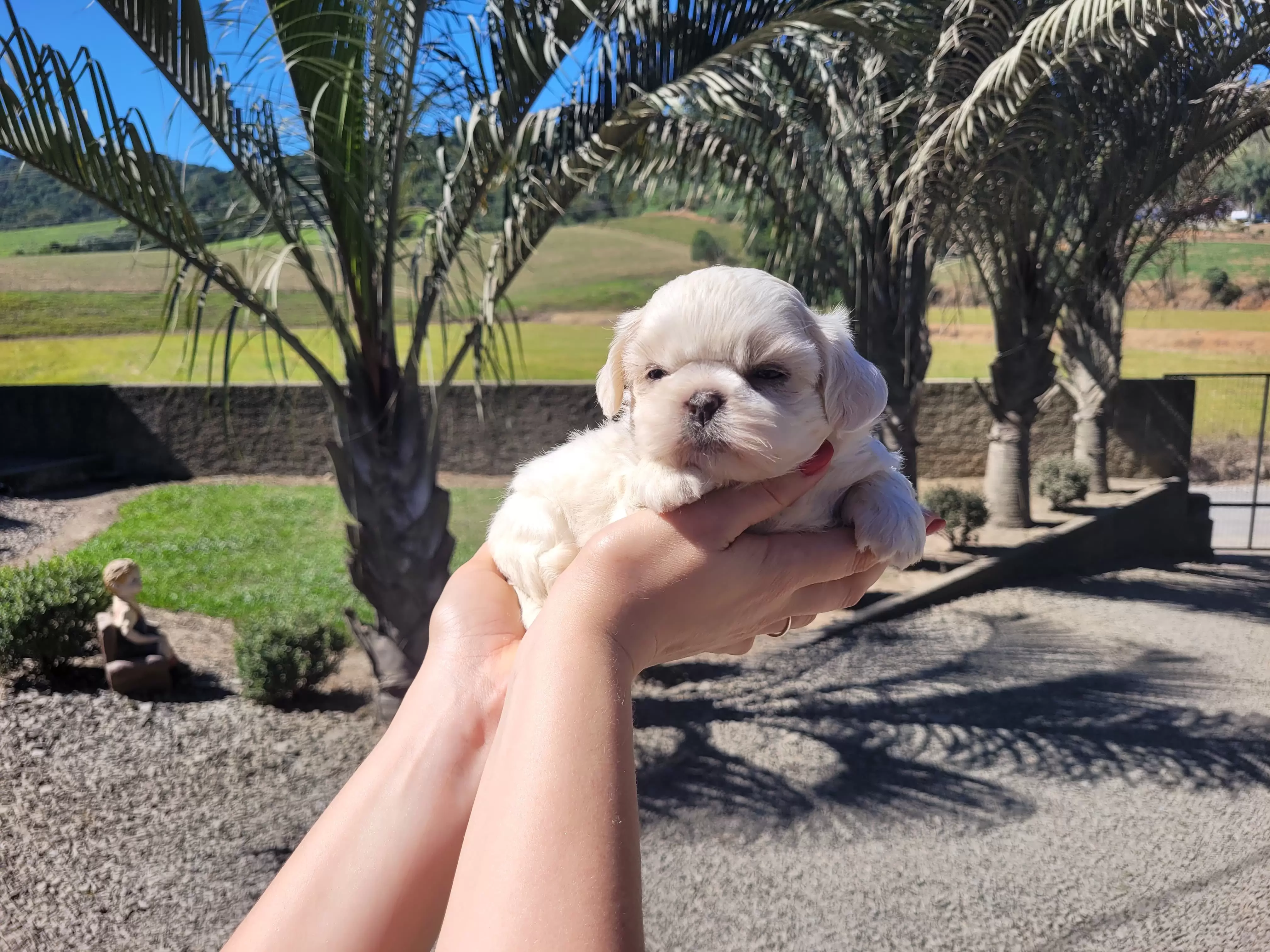 Shih Tzu Fêmea