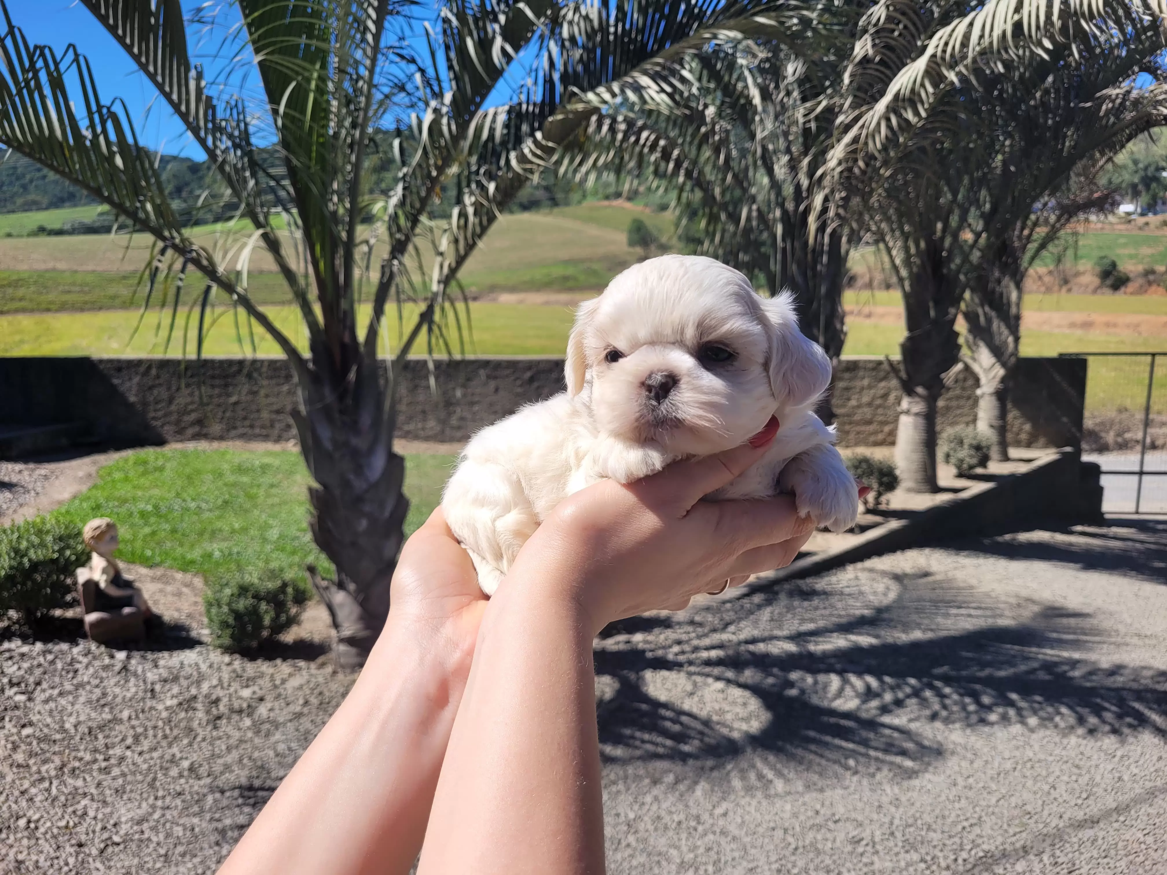 Shih Tzu Fêmea