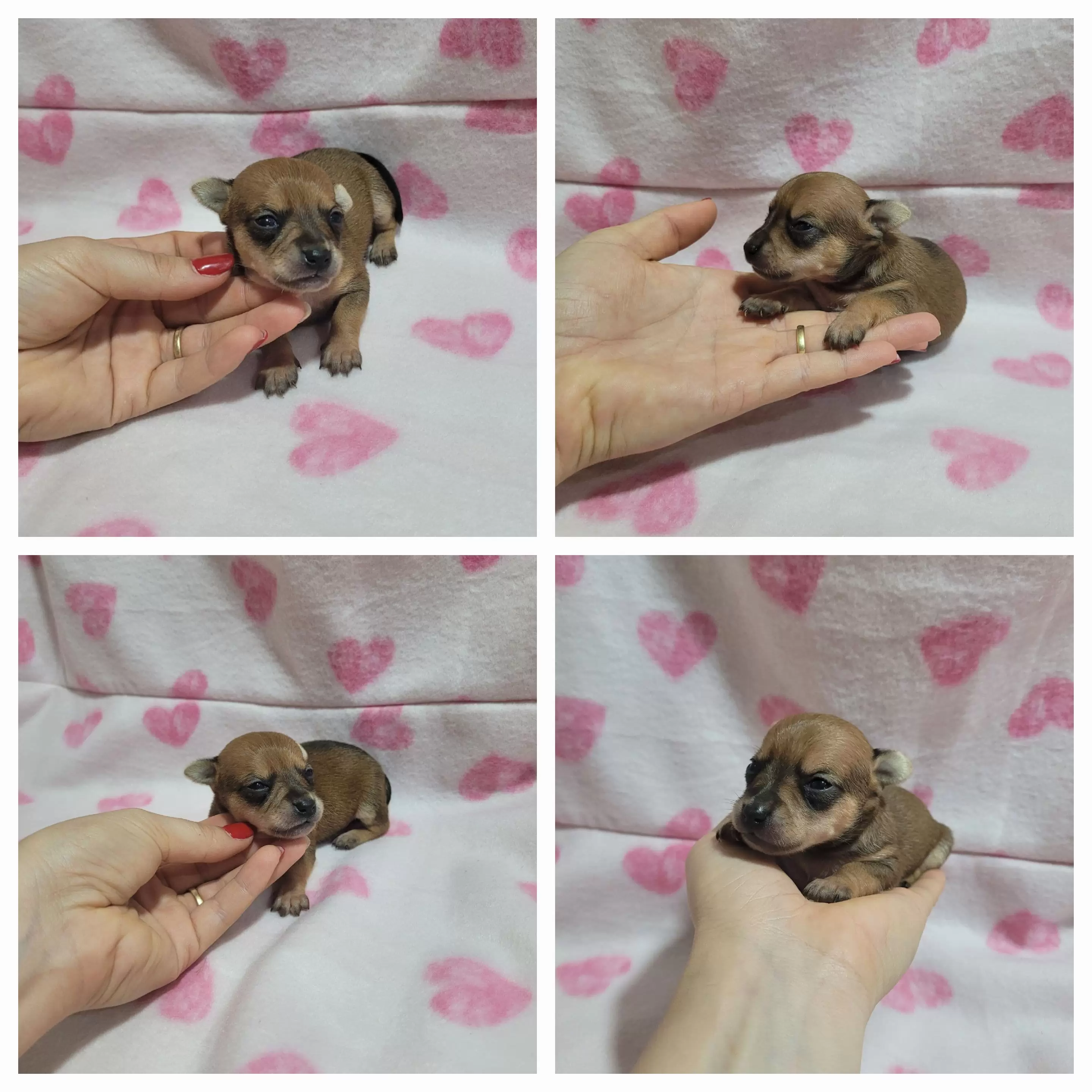 Pinscher Miniatura Fêmea