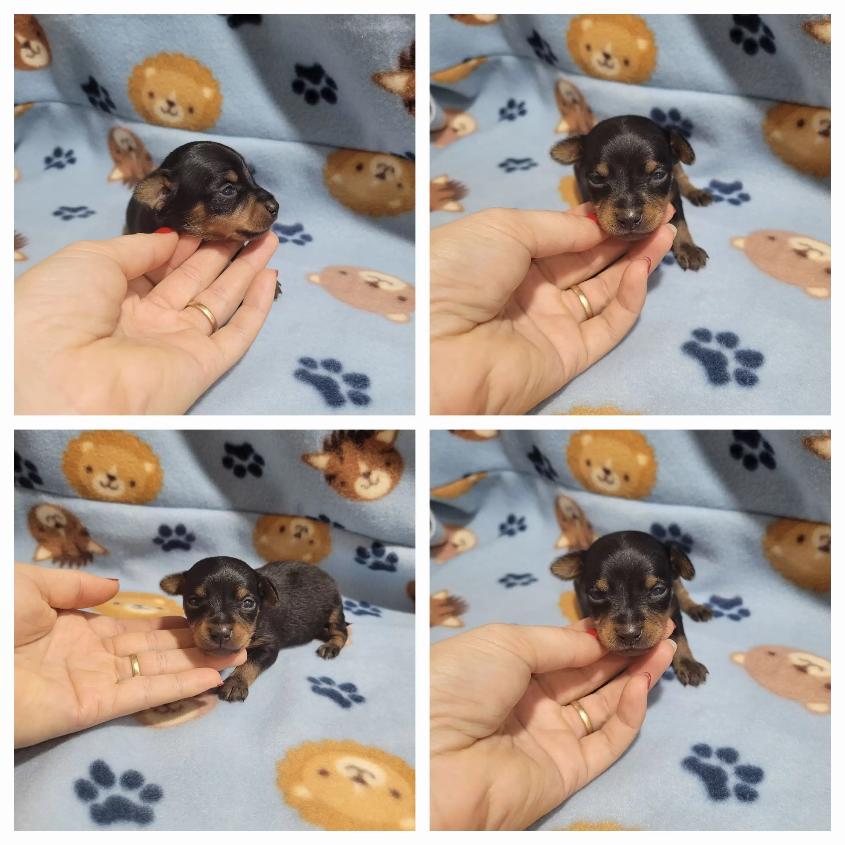 Pinscher Miniatura Macho 