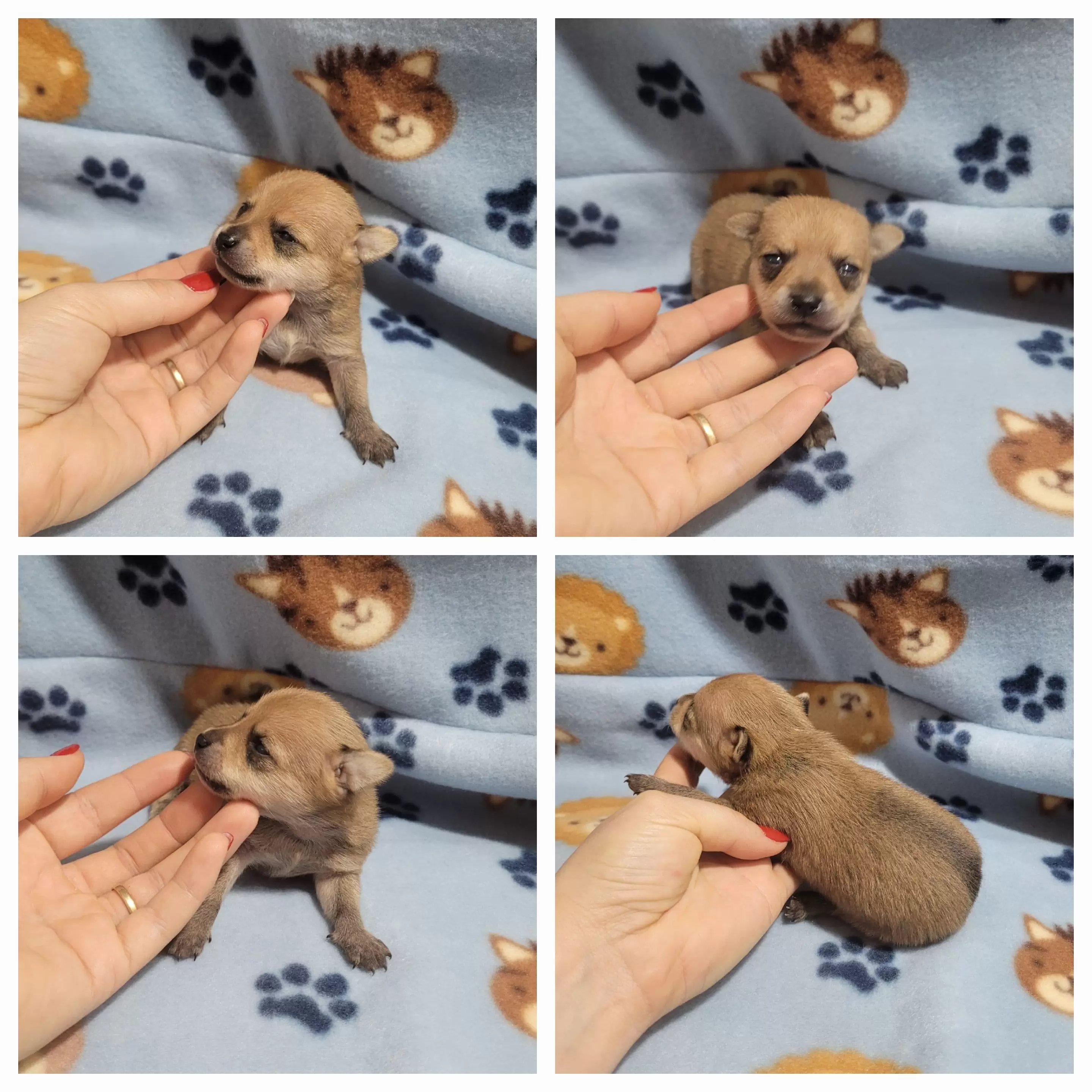 Pinscher Miniatura Macho