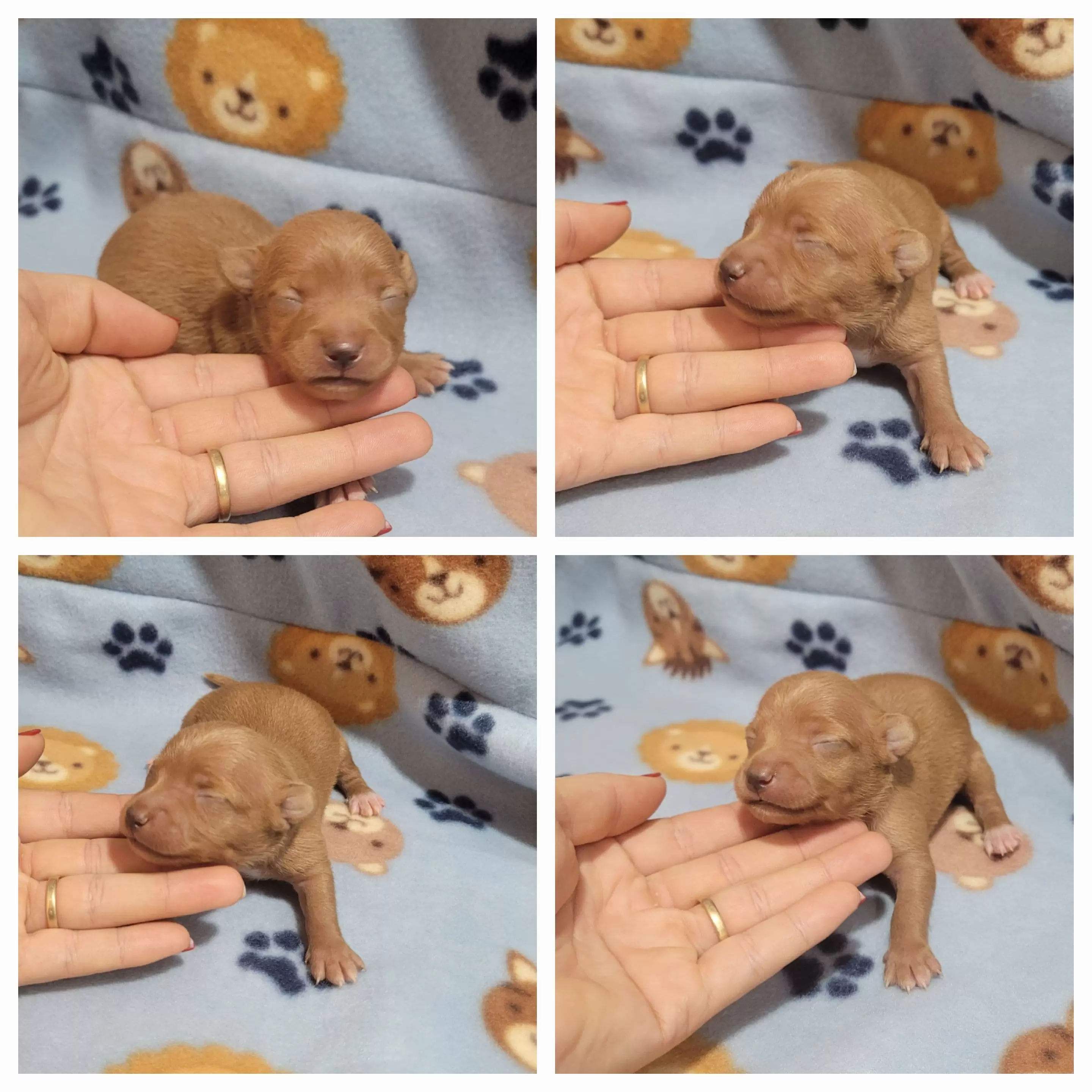 Pinscher Miniatura Macho