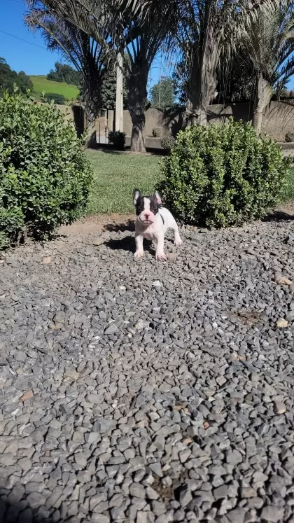 Bulldog Francês Fêmea