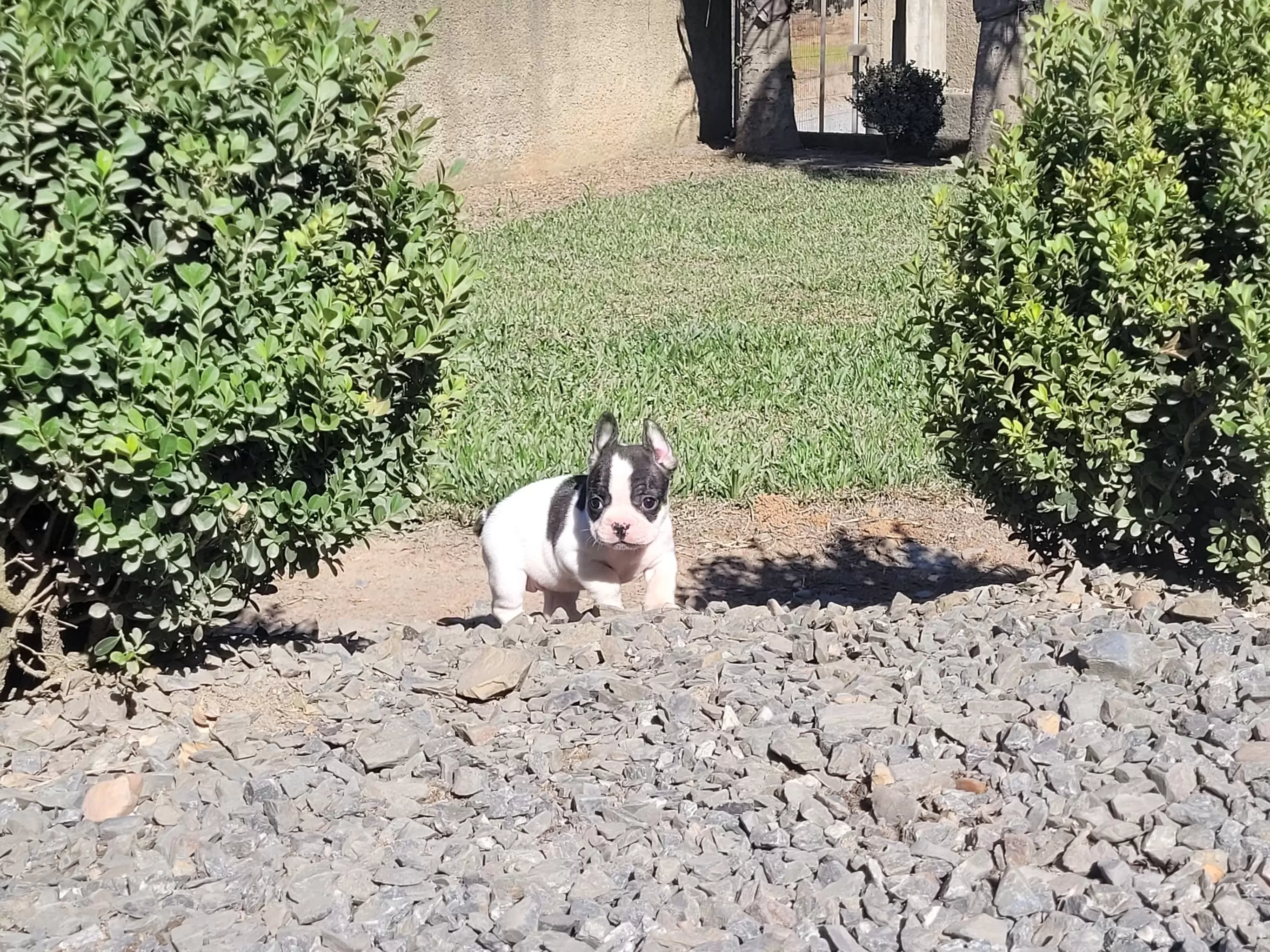 Bulldog Francês Fêmea