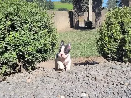 Bulldog Francês Fêmea
