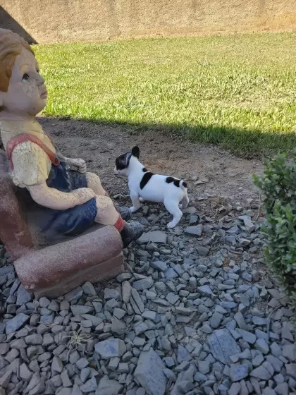 Bulldog Francês Fêmea