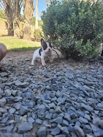 Bulldog Francês Fêmea