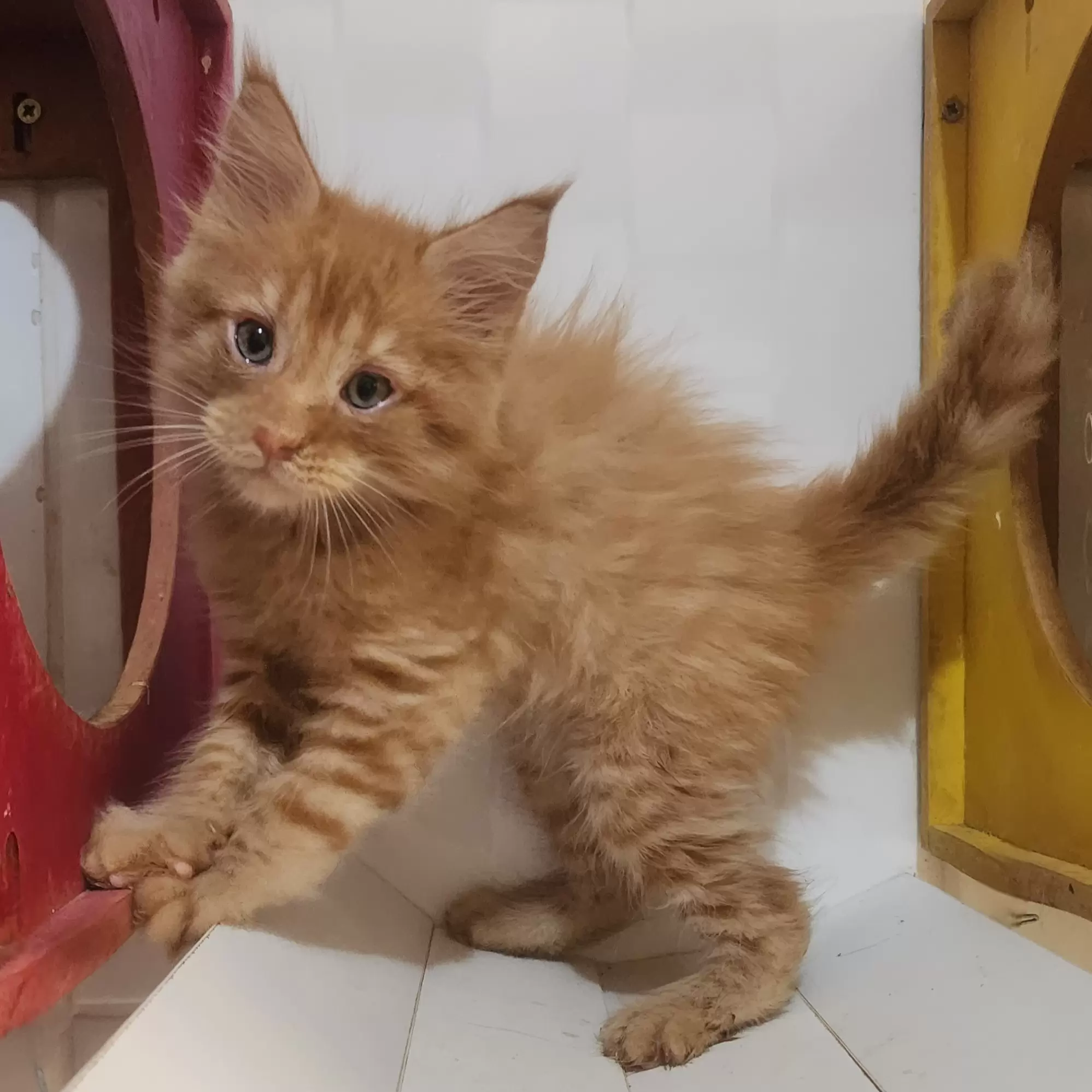 Sammy