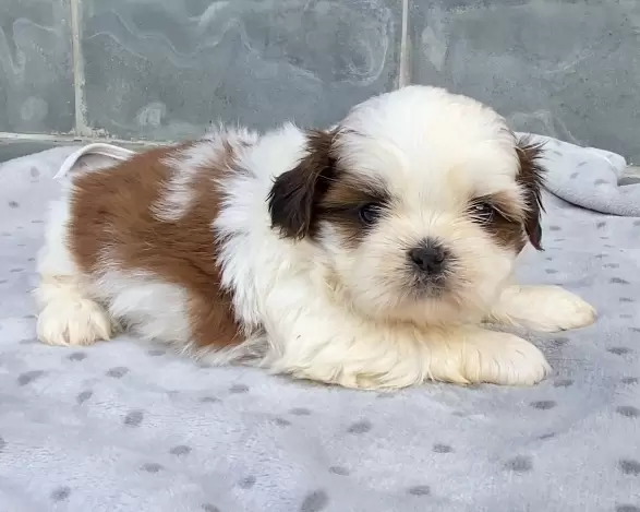 Lucy 
