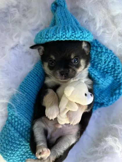 PEQUENO LOBO ZIGUI