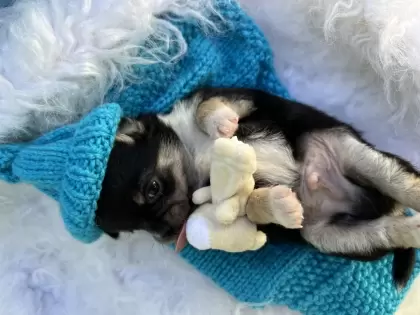 PEQUENO LOBO ZIGUI