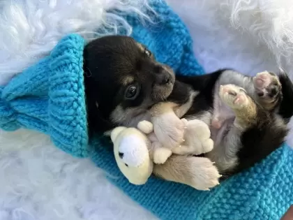 PEQUENO LOBO ZIGUI