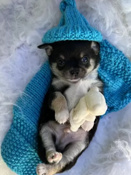 PEQUENO LOBO ZIGUI