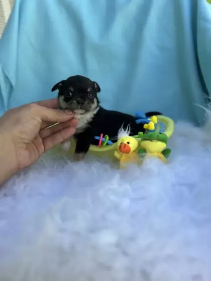 PEQUENO LOBO ZIGUI