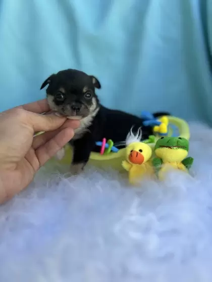 PEQUENO LOBO ZIGUI