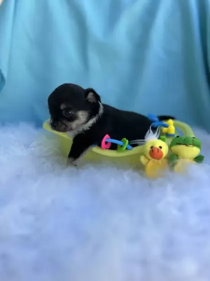 PEQUENO LOBO ZIGUI