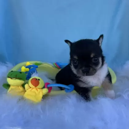 PEQUENO LOBO ZIGUI