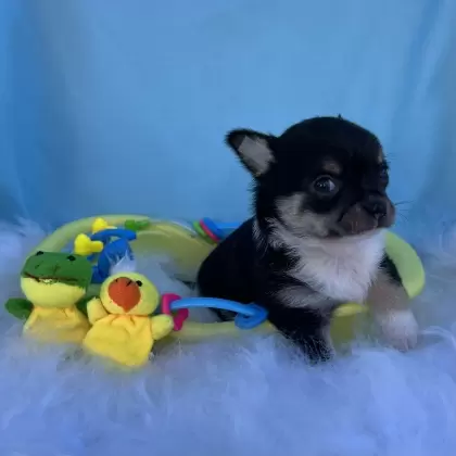 PEQUENO LOBO ZIGUI